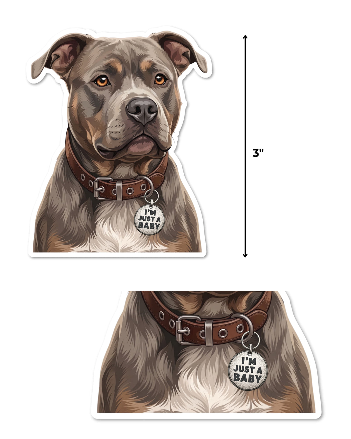 Blue tri American bully sticker size guide showing it measures 3 inches tall, with a close-up of the I'm Just a Baby tag