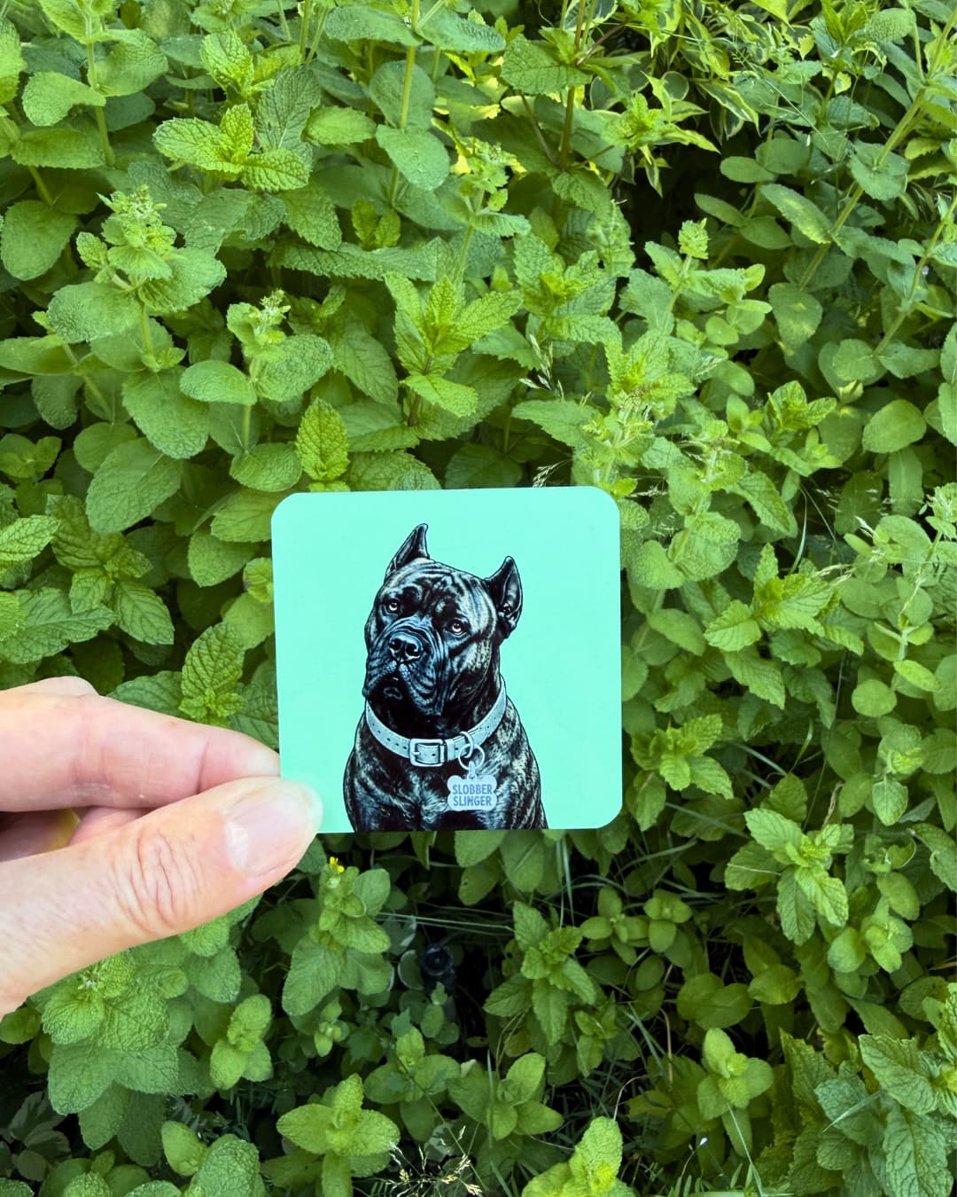 Hand holding brindle Cane Corso magnet outdoors against green foliage, mint background, Slobber Slinger collar tag