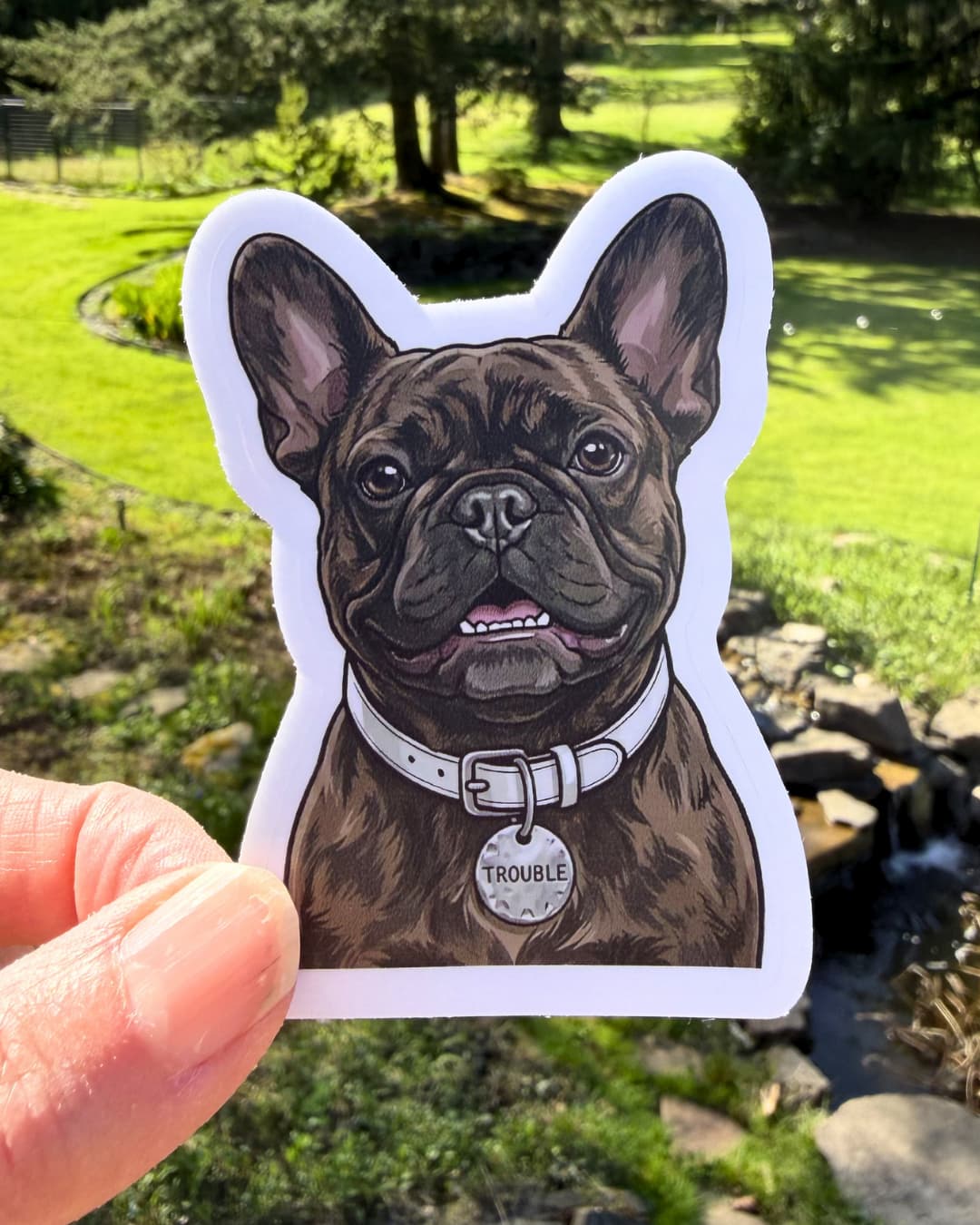 brindle french bulldog funny sticker frenchie humor sticker held between fingers outdoors with yard background