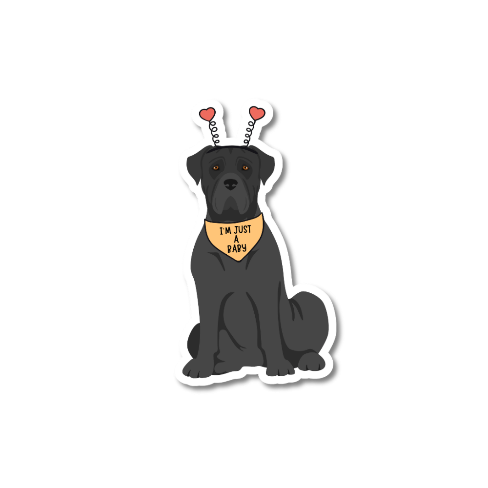 cute cane corso dog sticker. Black dog is sitting wearing an orange bandana that says "I'm just a baby."