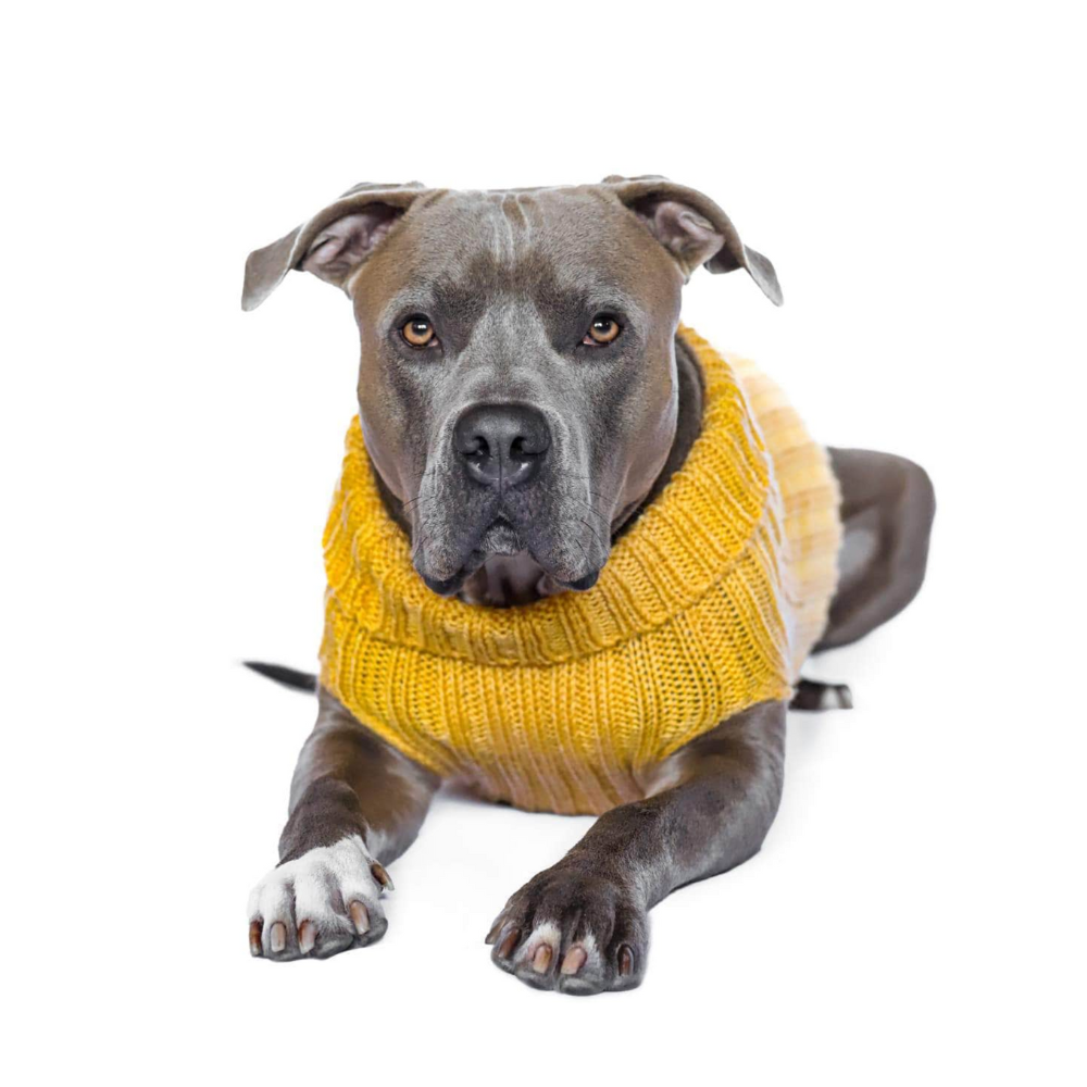 Yellow Zoo Snood brand SWEATER for dogs of all sizes