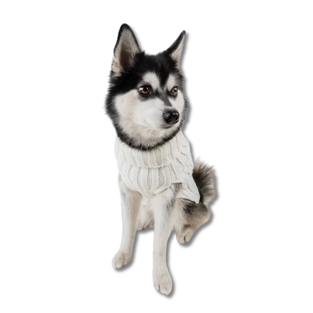 white sweater for dogs being modeled by a small husky.