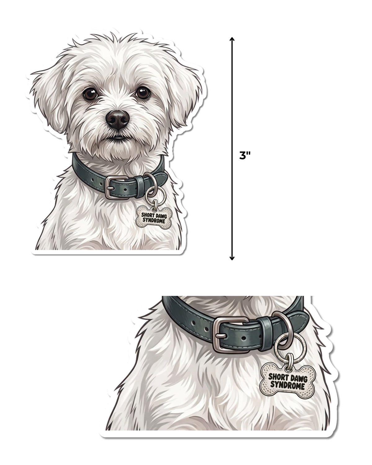 Funny Maltese Sticker featuring a fluffy white dog with gray shading beside a 3-inch height guide, with a close-up below of its deep teal collar and silver bone-shaped charm reading “SHORT DAWG SYNDROME,” on white.