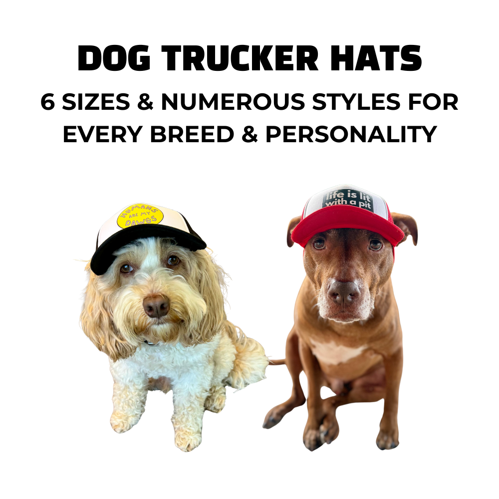 two dogs (white and tan labradoodle and brown pit bull mix) wearing trucker hats.
