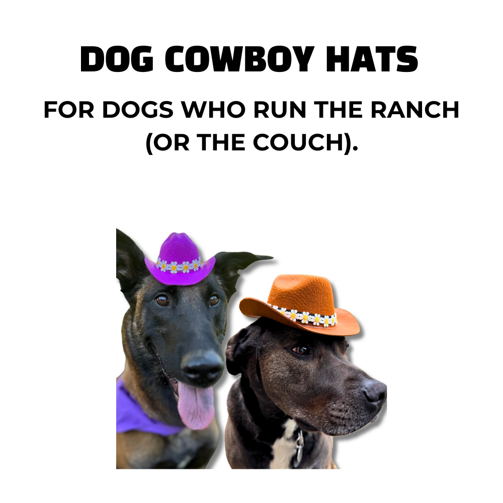 Dog Cowboy Hats - Fun Accessories for Cool Pups – Sly Dawg Studio