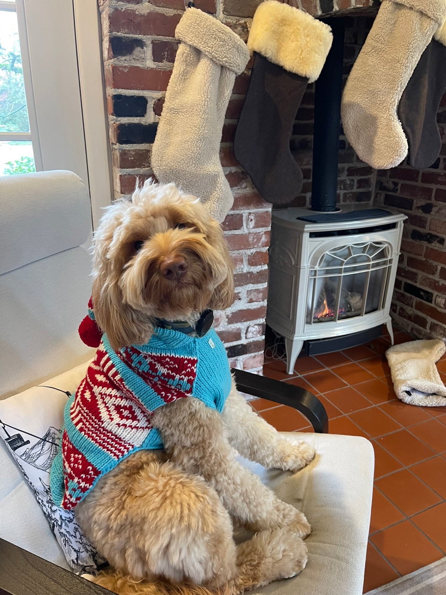 Wool Dog Apparel | Cutest Hooded Dog Sweater