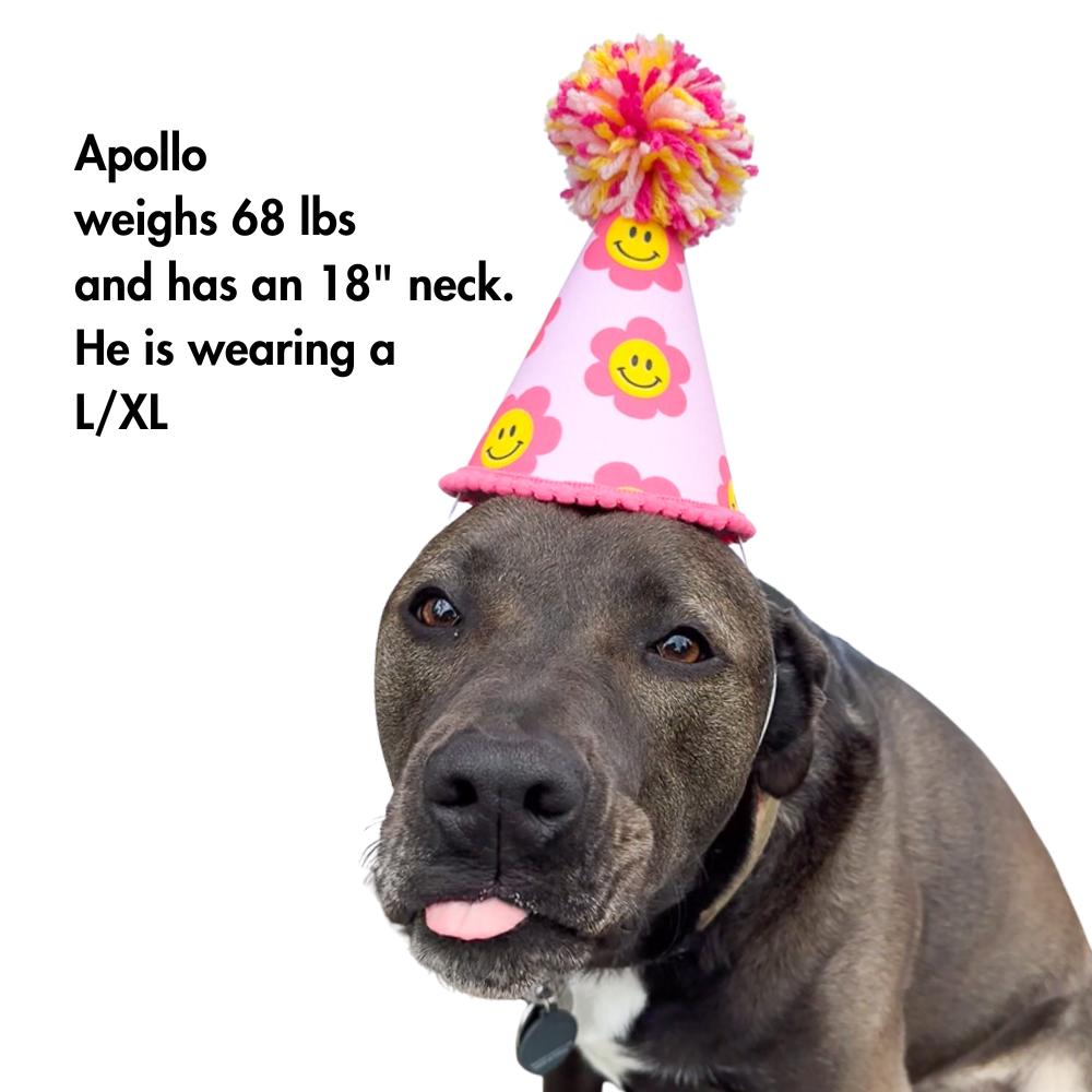 photo of pit bull modeling size large of our pet party hats