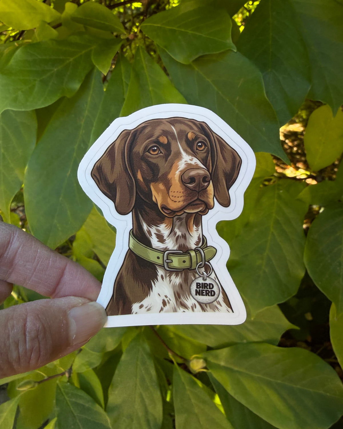 GSP bird dog sticker featuring a brown and white German Shorthaired Pointer with tan facial markings, an olive green collar and silver “BIRD NERD” charm, held between fingers against green foliage.
