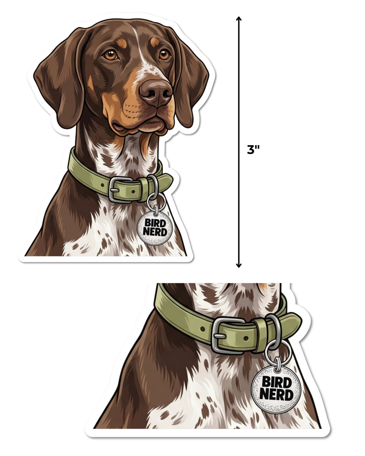GSP bird dog sticker featuring a brown, tan and white German Shorthaired Pointer beside a 3-inch height guide, with a close-up below of its olive green collar and round silver charm reading “BIRD NERD,” on white.
