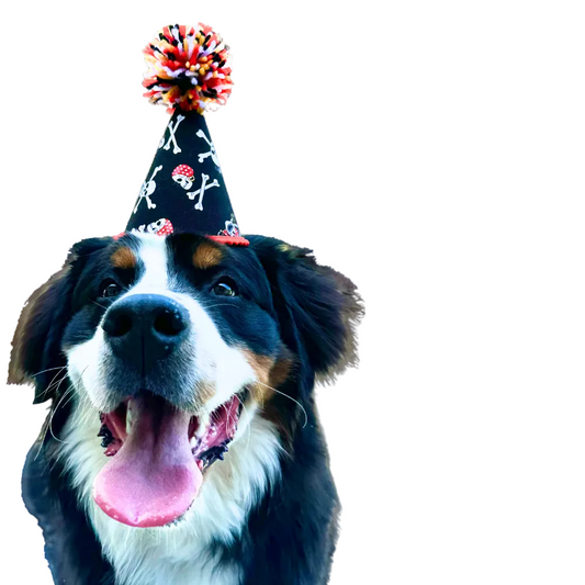 Bernese Mountain Dog modeling our size large dog party hat, pirate theme with large pom on top.
