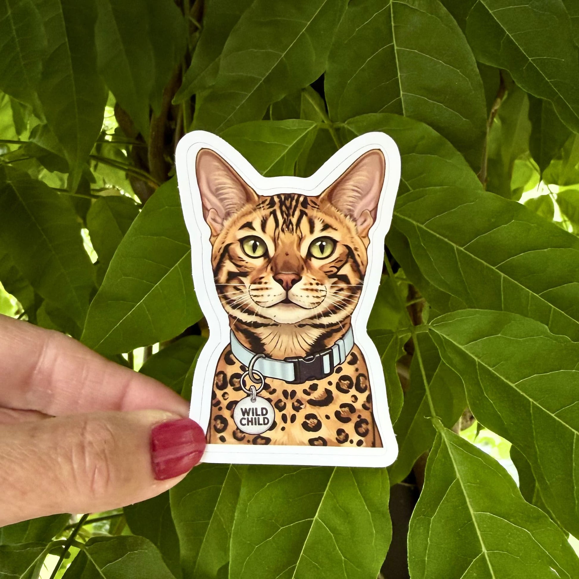 Funny Bengal cat sticker held outdoors against green leaves. Alert Bengal with green eyes, blue collar and "WILD CHILD" charm.