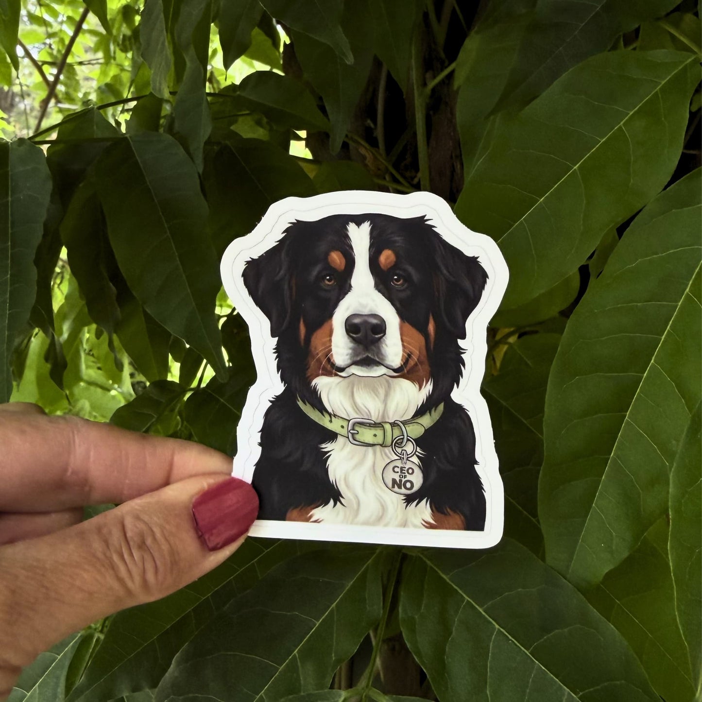 Bernese mountain dog vinyl sticker held outdoors against green leaves. Berner with olive green collar and "CEO OF NO" charm.
