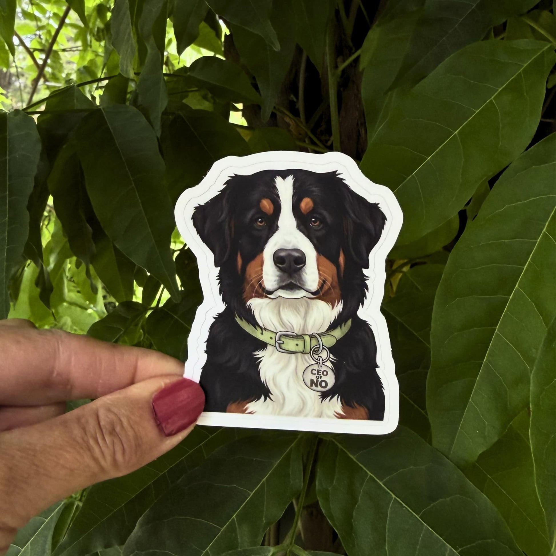 Bernese mountain dog vinyl sticker held outdoors against green leaves. Berner with olive green collar and "CEO OF NO" charm.