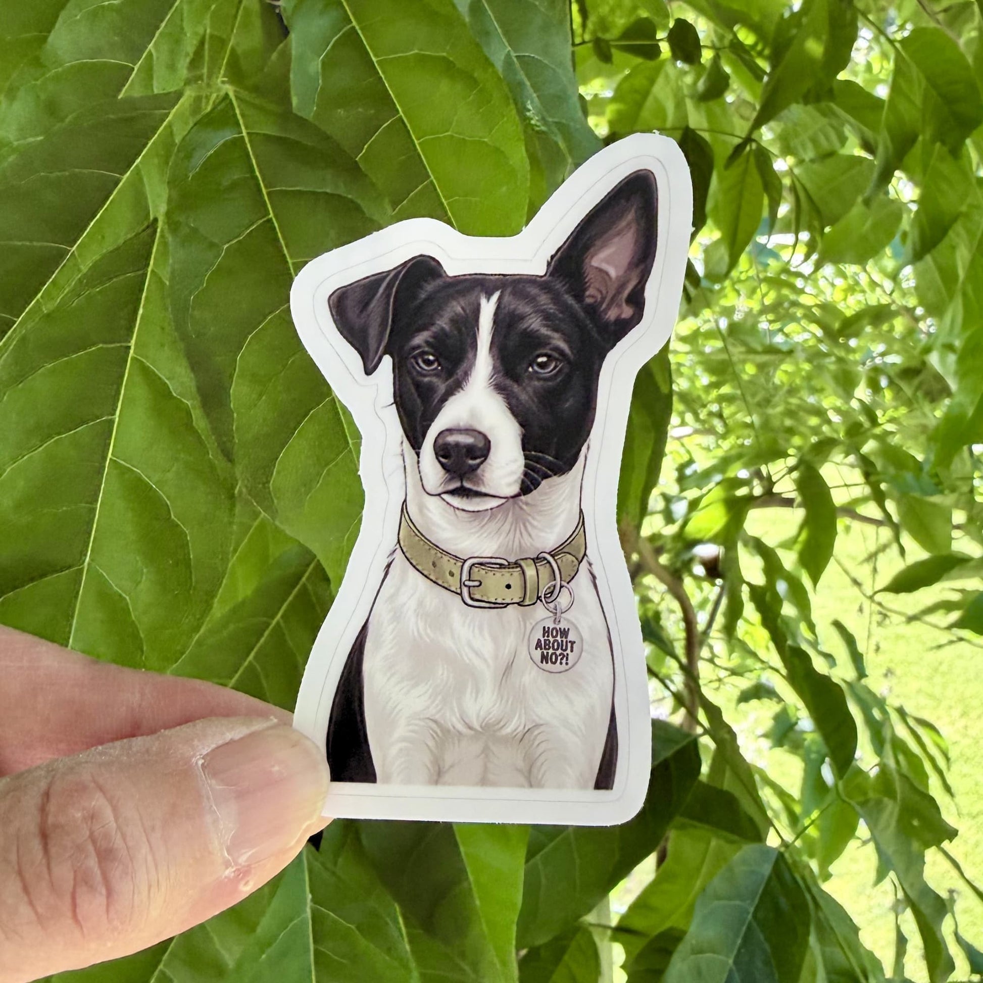 Black and white Jack Russell Terrier sticker held outdoors. JRT with olive collar and "HOW ABOUT NO?!" charm against green leaves.