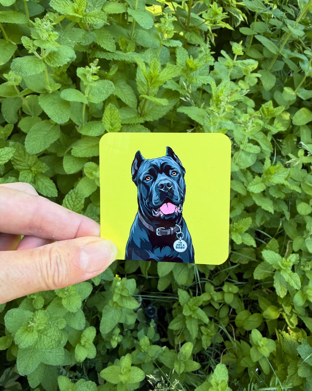 Black Cane Corso Magnet for People Who Get Drooled On