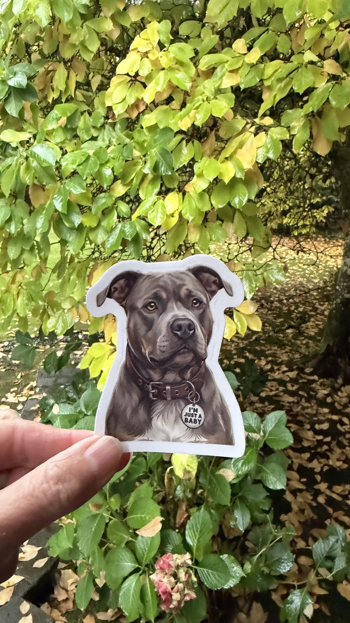 Hand holding the blue tri American bully I'm Just a Baby sticker in front of green and yellow leaves