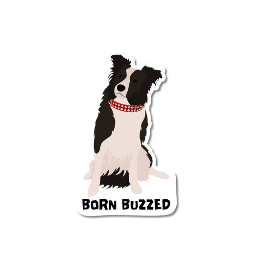 Border Collie Gift Sticker Born Buzzed Dog Decal