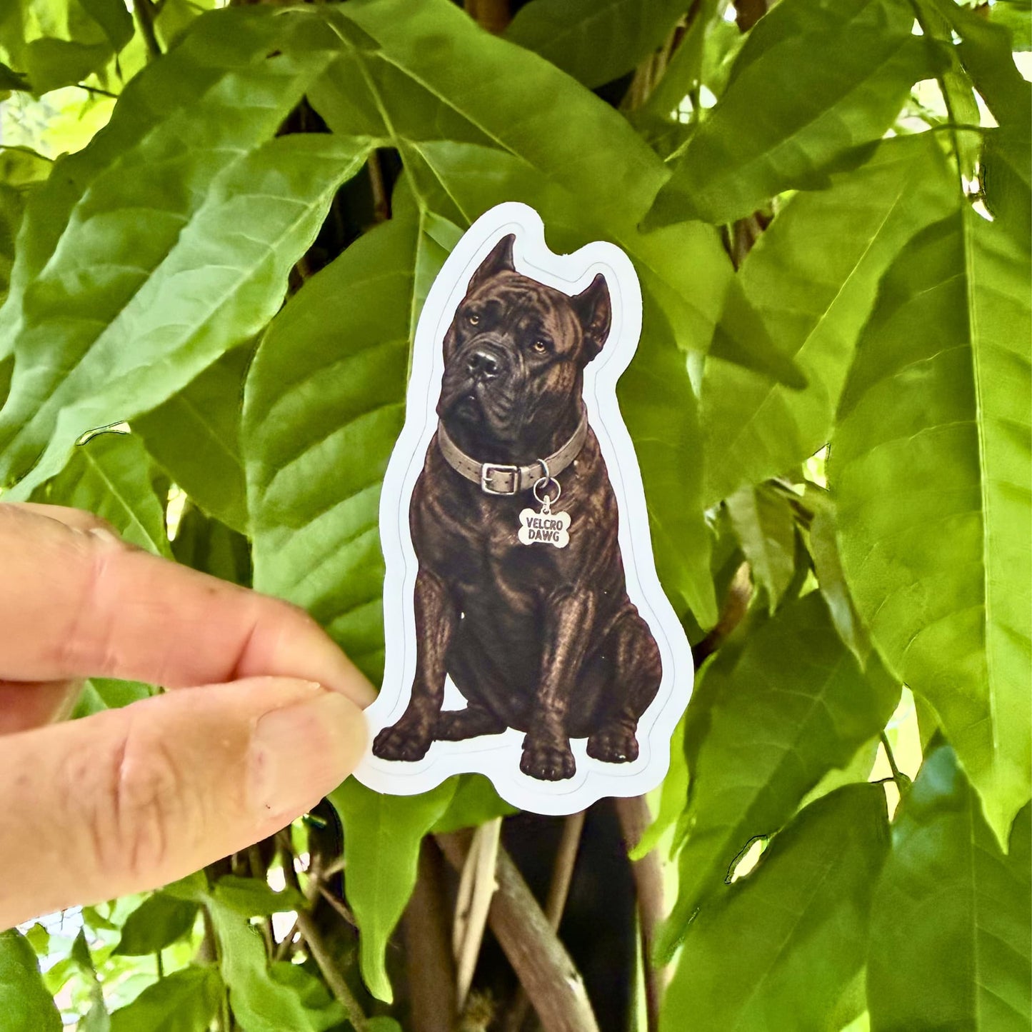 Brindle Cane Corso laptop sticker lifestyle, hand holding a kiss-cut waterproof matte vinyl sticker featuring a dark brindle Cane Corso with gray collar and Velcro Dawg charm, green foliage background.
