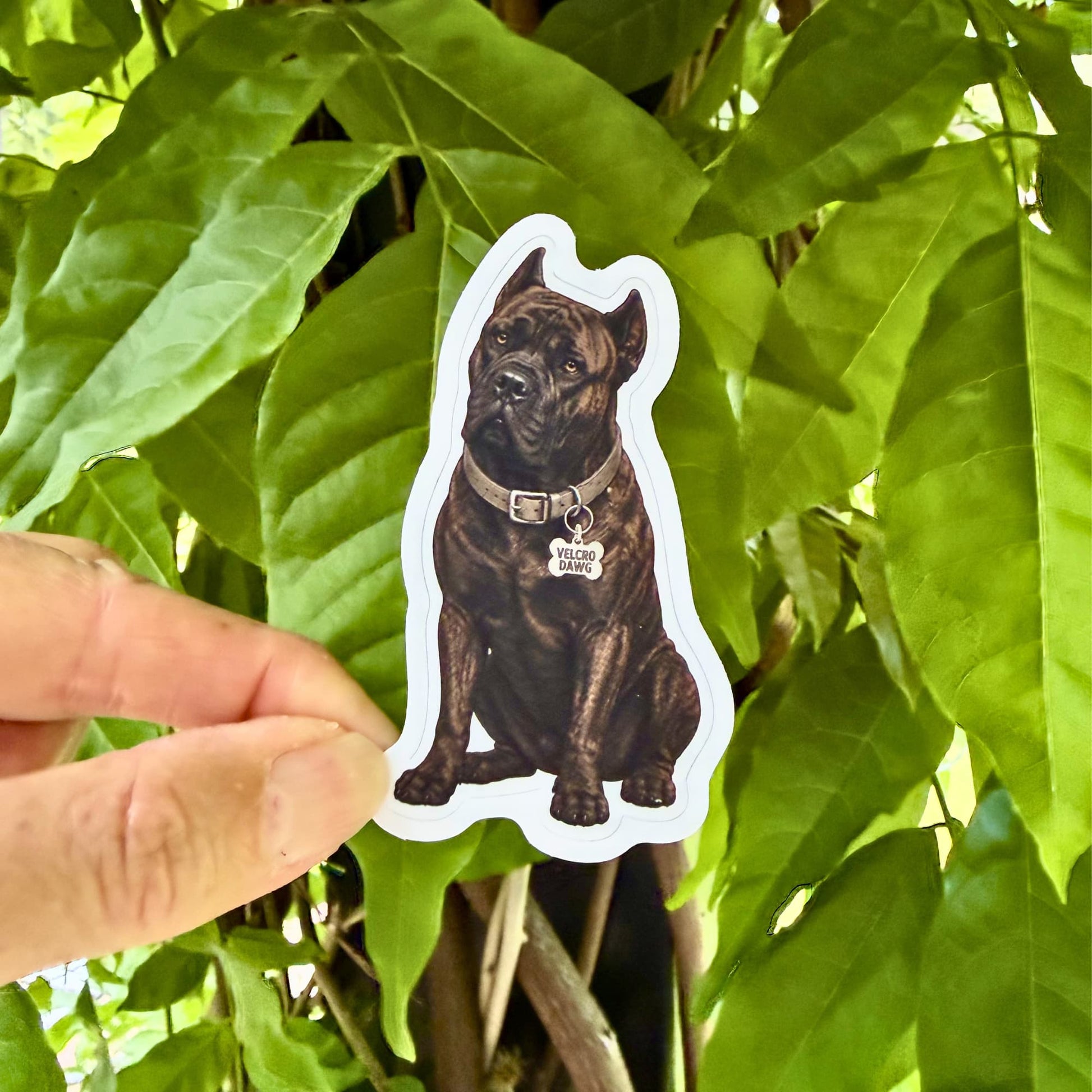 Brindle Cane Corso laptop sticker lifestyle, hand holding a kiss-cut waterproof matte vinyl sticker featuring a dark brindle Cane Corso with gray collar and Velcro Dawg charm, green foliage background.