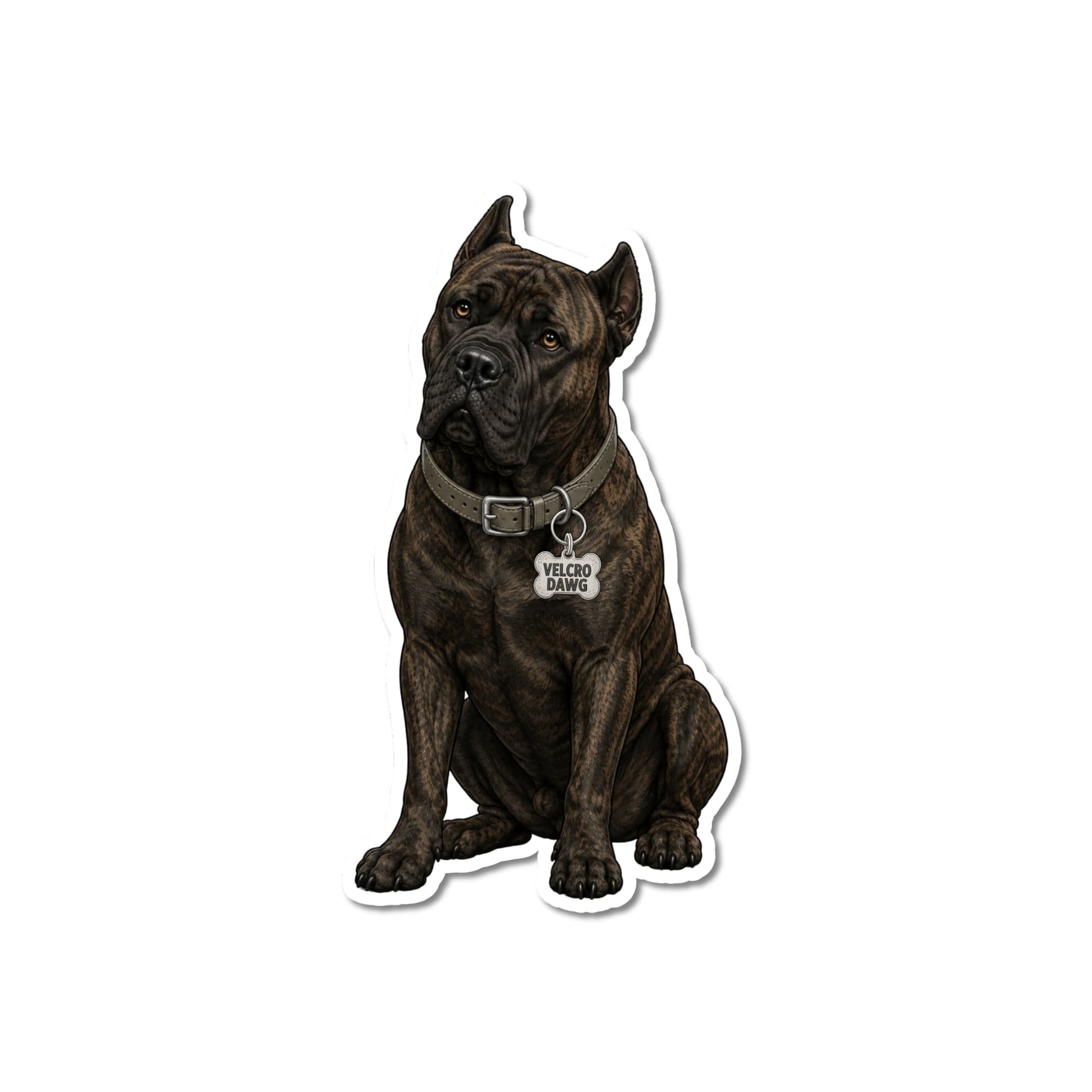 Brindle Cane Corso laptop sticker, kiss-cut waterproof matte vinyl featuring a dark brindle Cane Corso with light brown eyes, gray leather collar and bone-shaped Velcro Dawg charm, white contour border, white background.