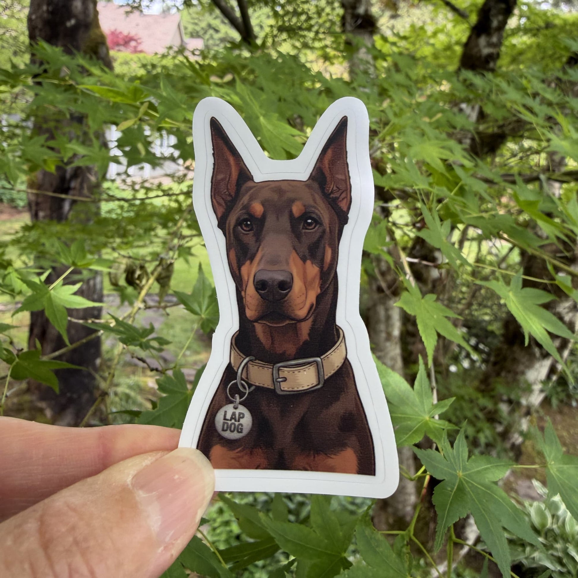 Brown Doberman sticker lifestyle, hand holding a kiss-cut waterproof matte vinyl sticker featuring a brown and tan Doberman with beige collar and Lap Dog charm, green foliage background.
