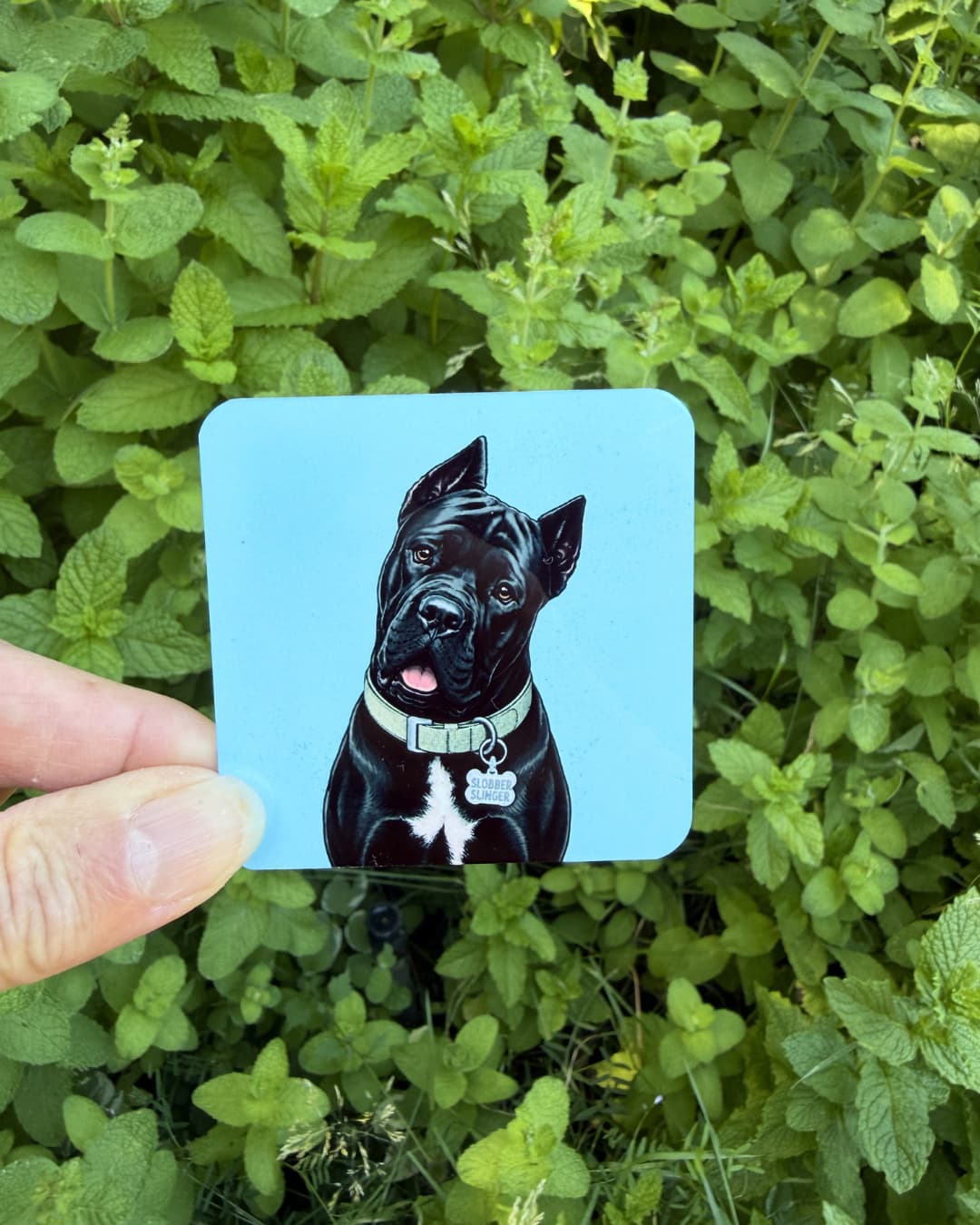 Hand holding Cane Corso slobber magnet outdoors against green foliage, sky blue background, Slobber Slinger collar tag
