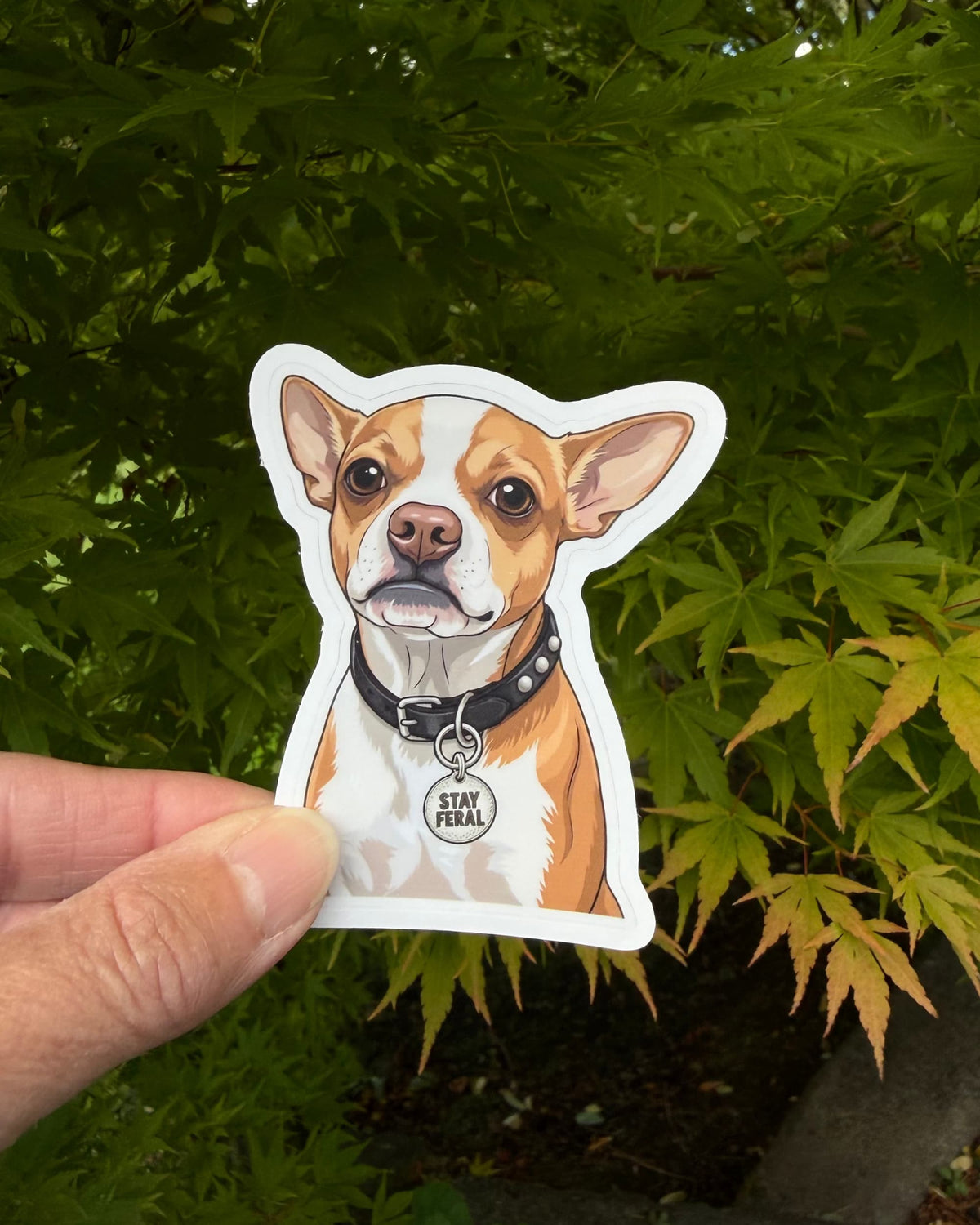Chihuahua dog sticker held in a hand against green leaves, with its STAY FERAL tag showing