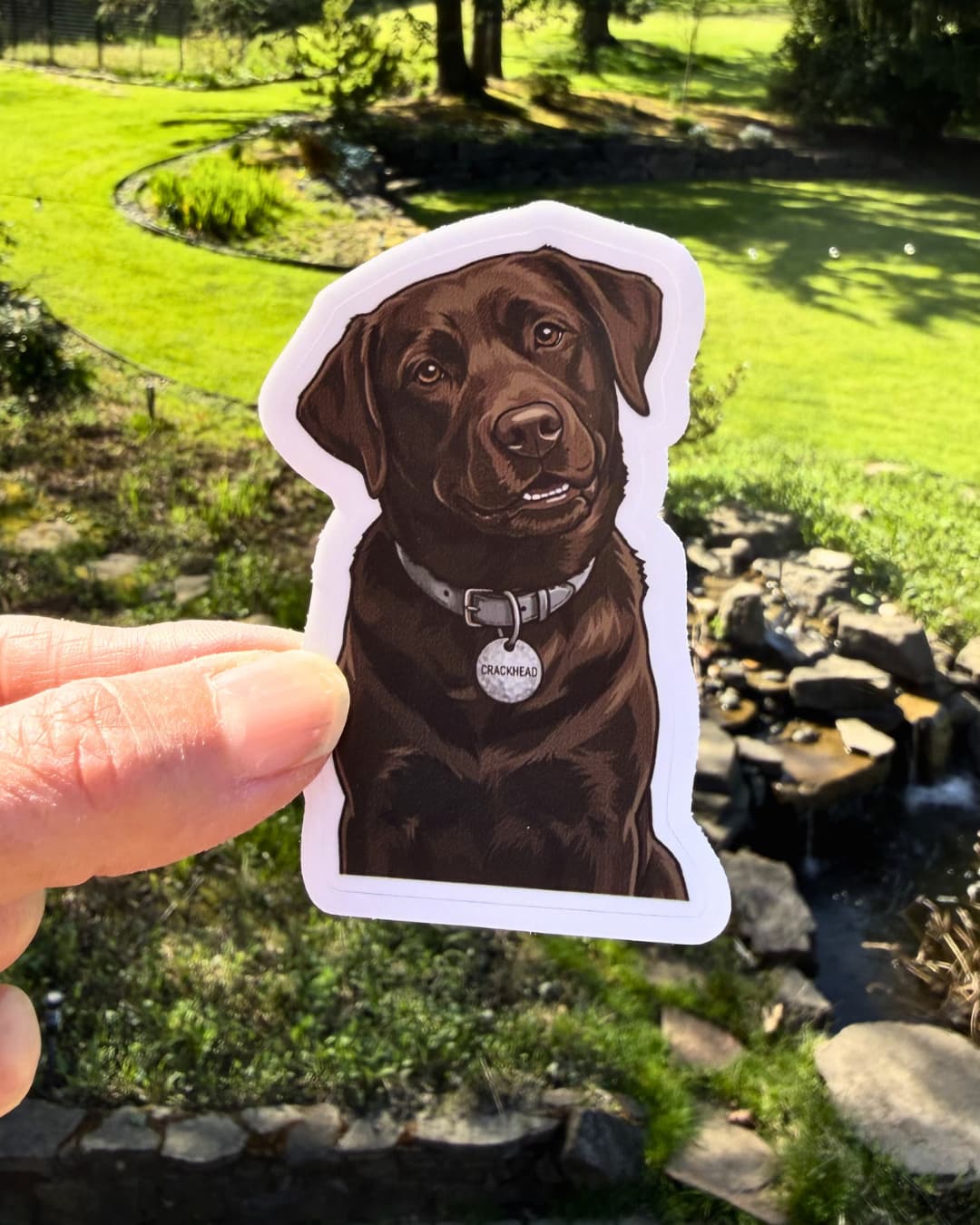 chocolate lab crazy energy sticker funny dog humor sticker held between fingers outdoors with yard background