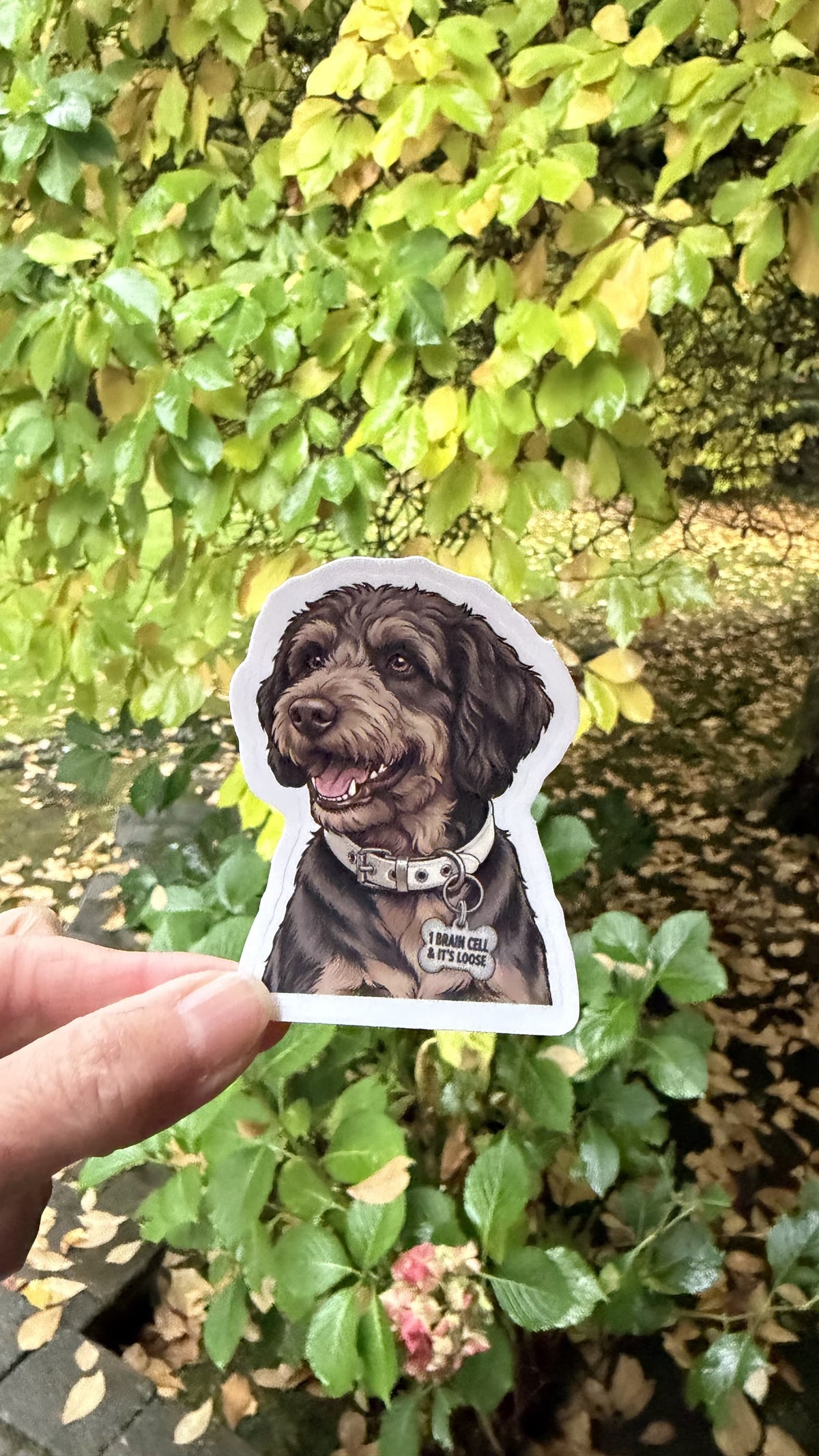 Hand holding the chocolate labradoodle sticker with a 1 Brain Cell & It's Loose collar tag in front of green and yellow leaves