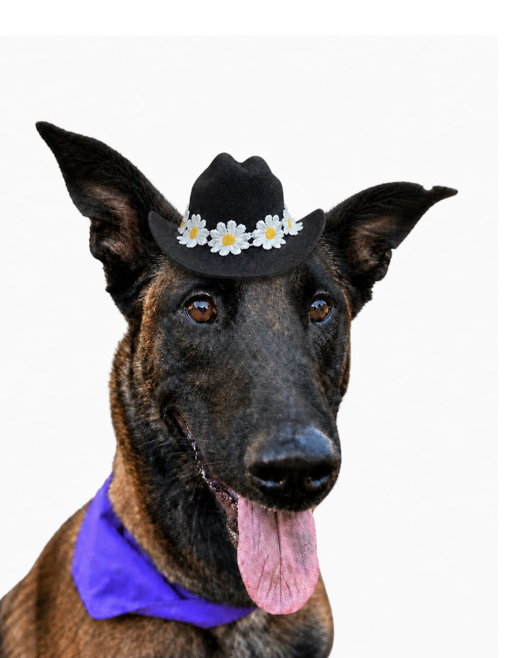 Belgian Malinois wearing a black mini cowboy hat with white daisy trim and purple bandana, white background