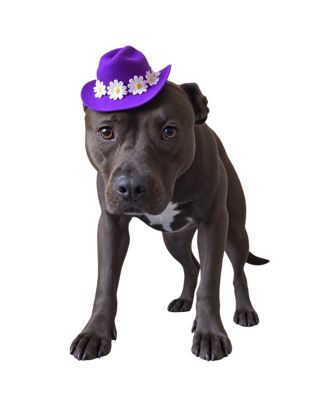 Black pit bull wearing a purple mini floral cowboy hat with white daisy trim, white background
