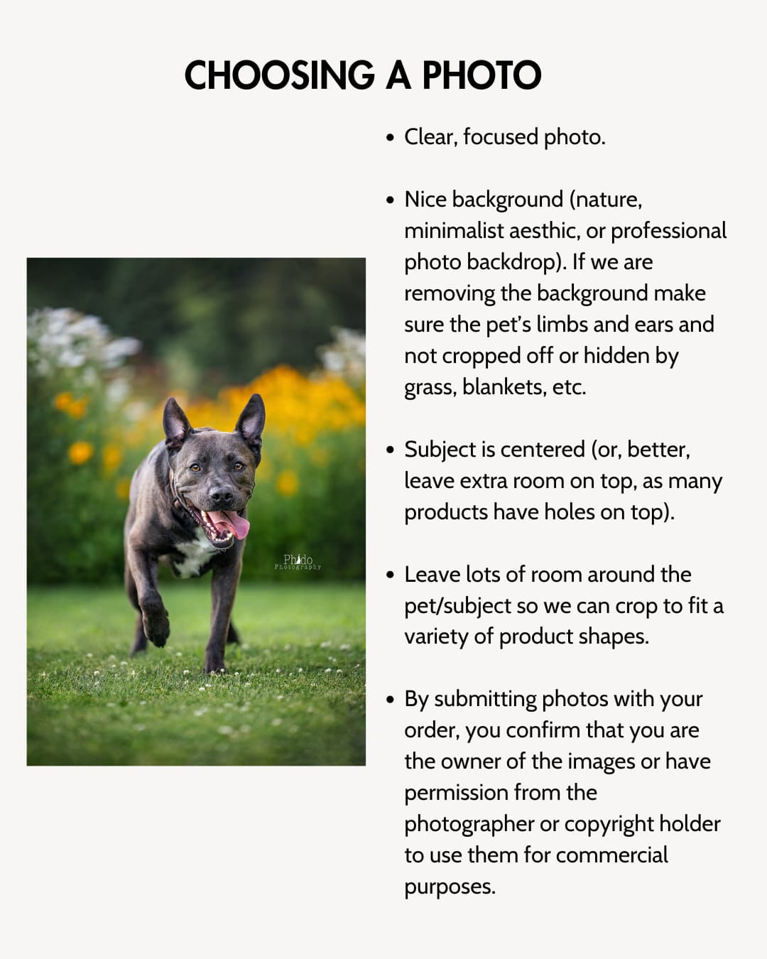 photo tips guide for custom dog gift box orders showing a french bulldog with tips for choosing the best pet photo