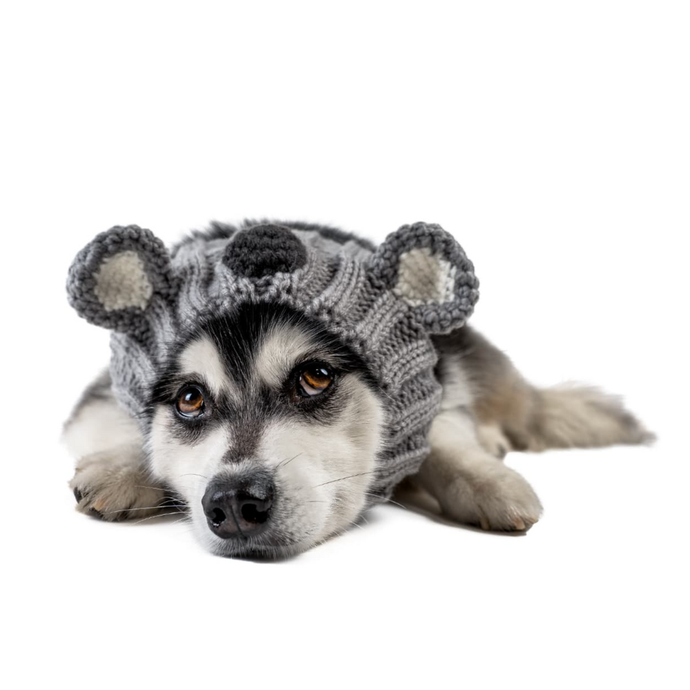 Cute Koala Dog Snood | Koala Hat for Dogs