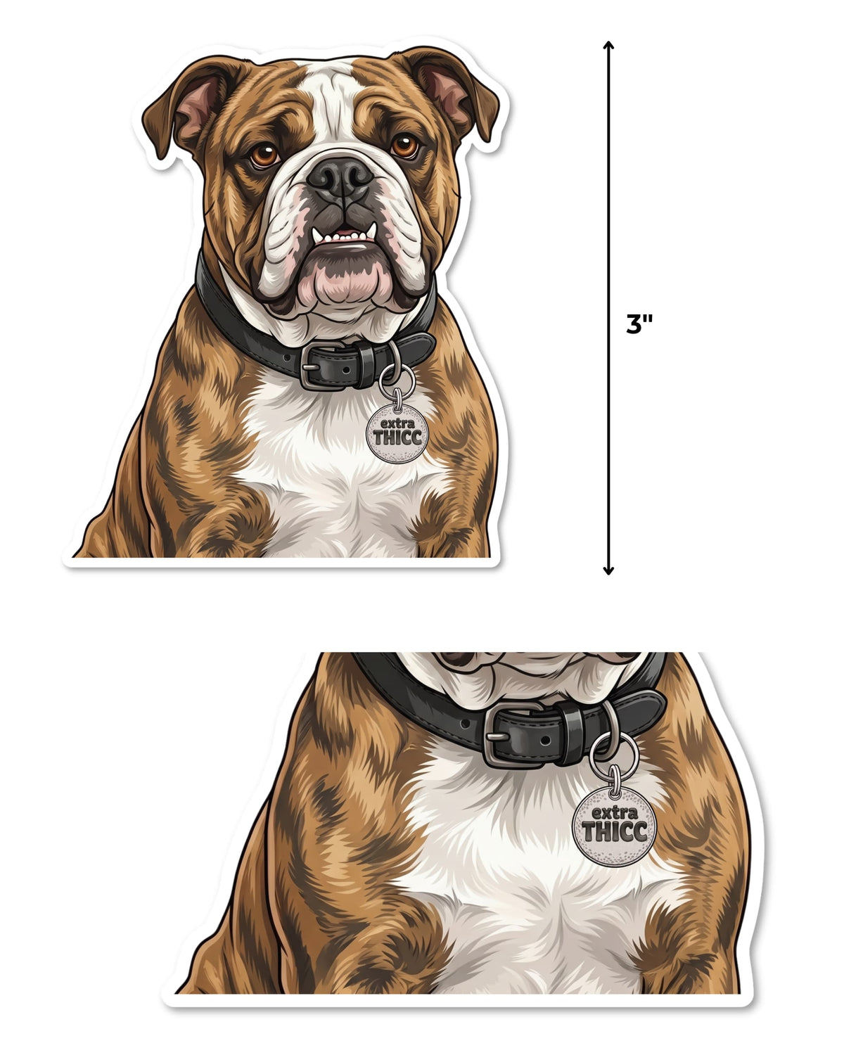 Cute English bulldog sticker size guide showing it measures 3 inches tall, with a close-up of the Extra THICC tag
