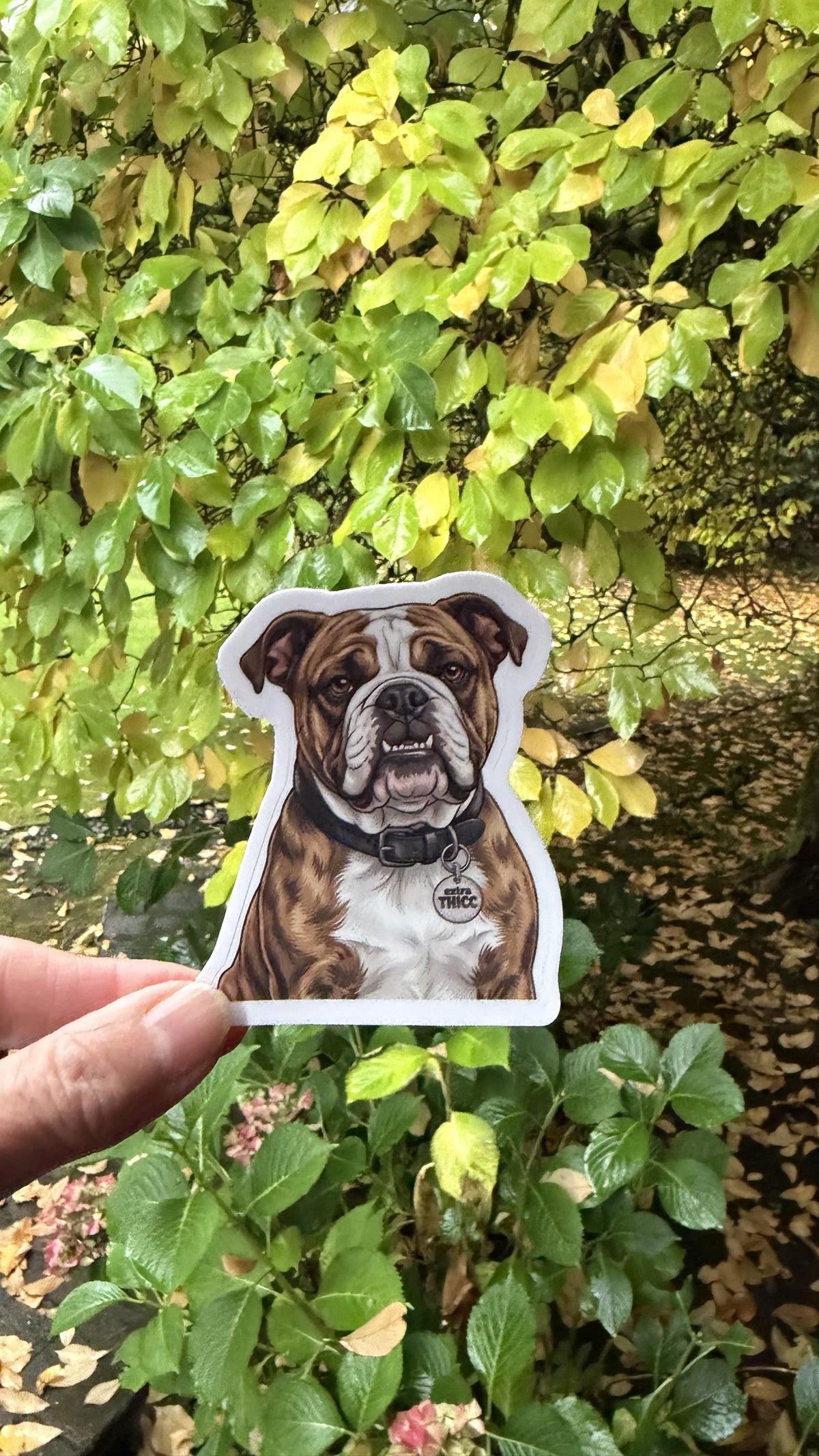 Hand holding the brindle English bulldog Extra THICC sticker in front of green and yellow leaves