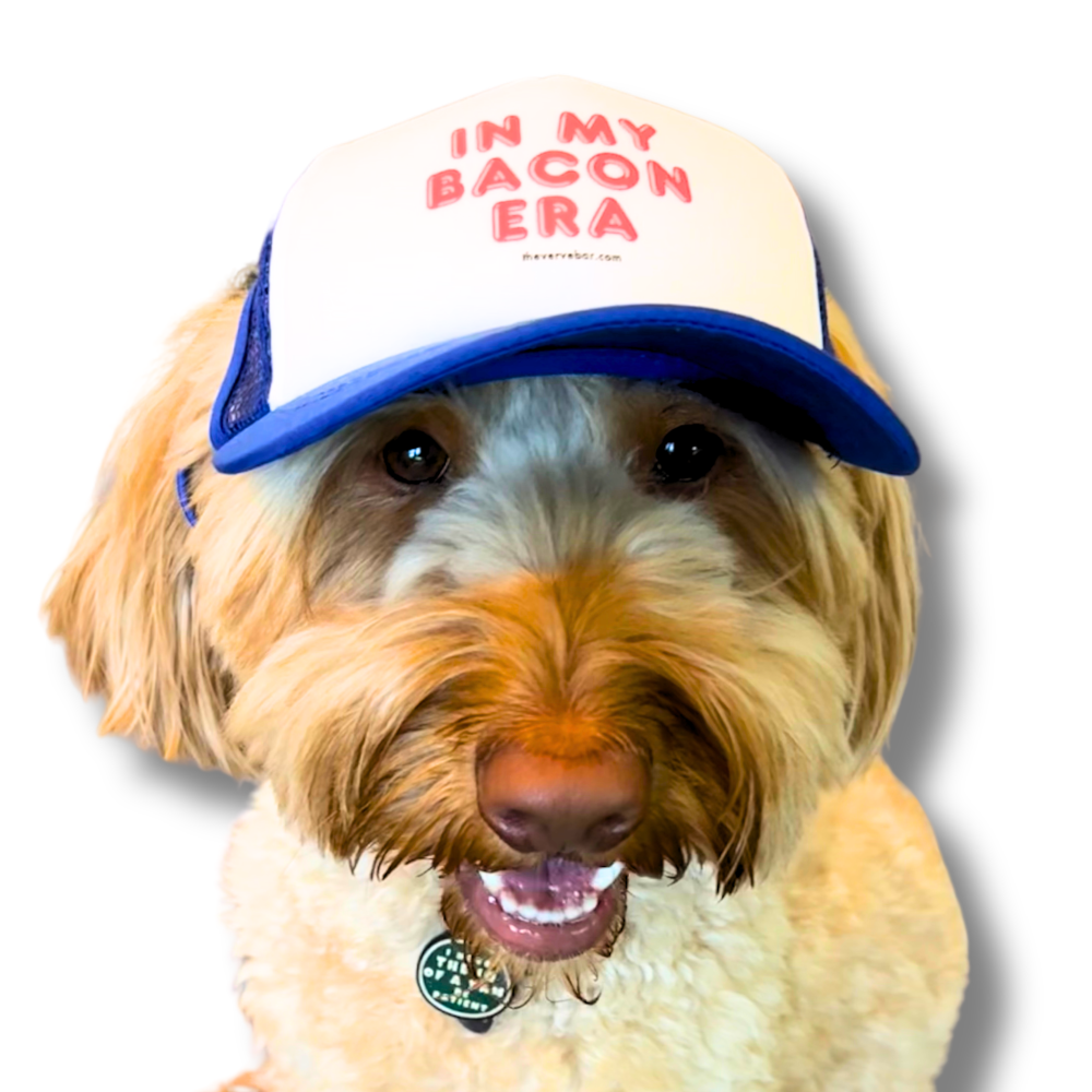 Bacon lover dogs hat on a dog; a fluffy dog wearing a blue and white In My Bacon Era dog trucker hat, front facing close-up.