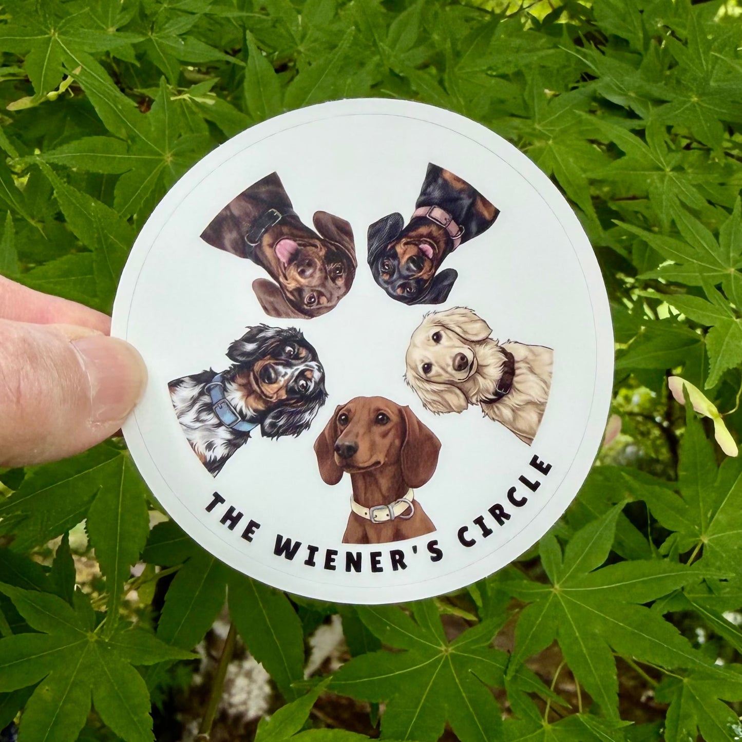 Dachshund lover sticker featuring the Wiener's Circle design with five