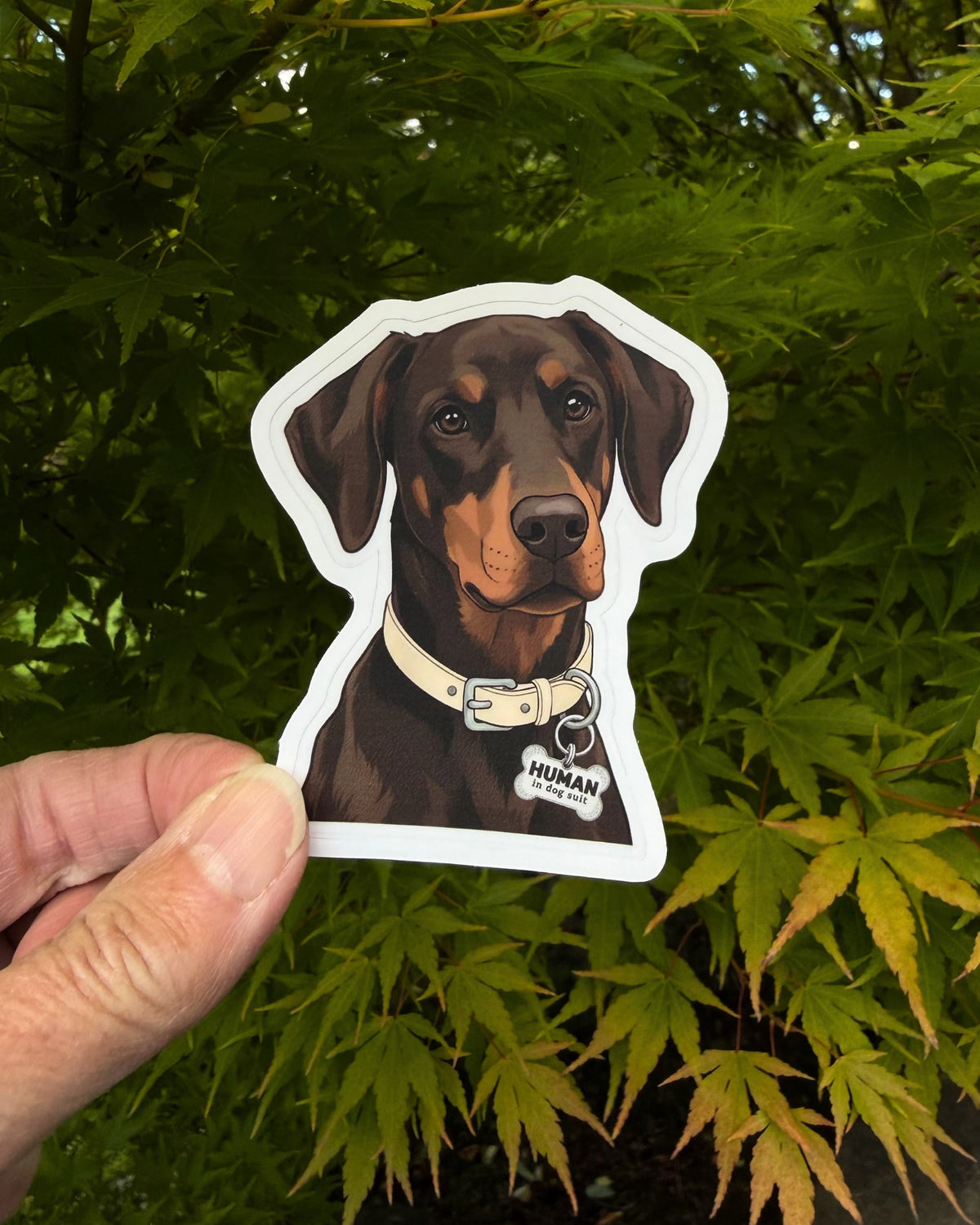 Funny Doberman sticker held in a hand against green maple leaves, with its HUMAN in dog suit tag showing