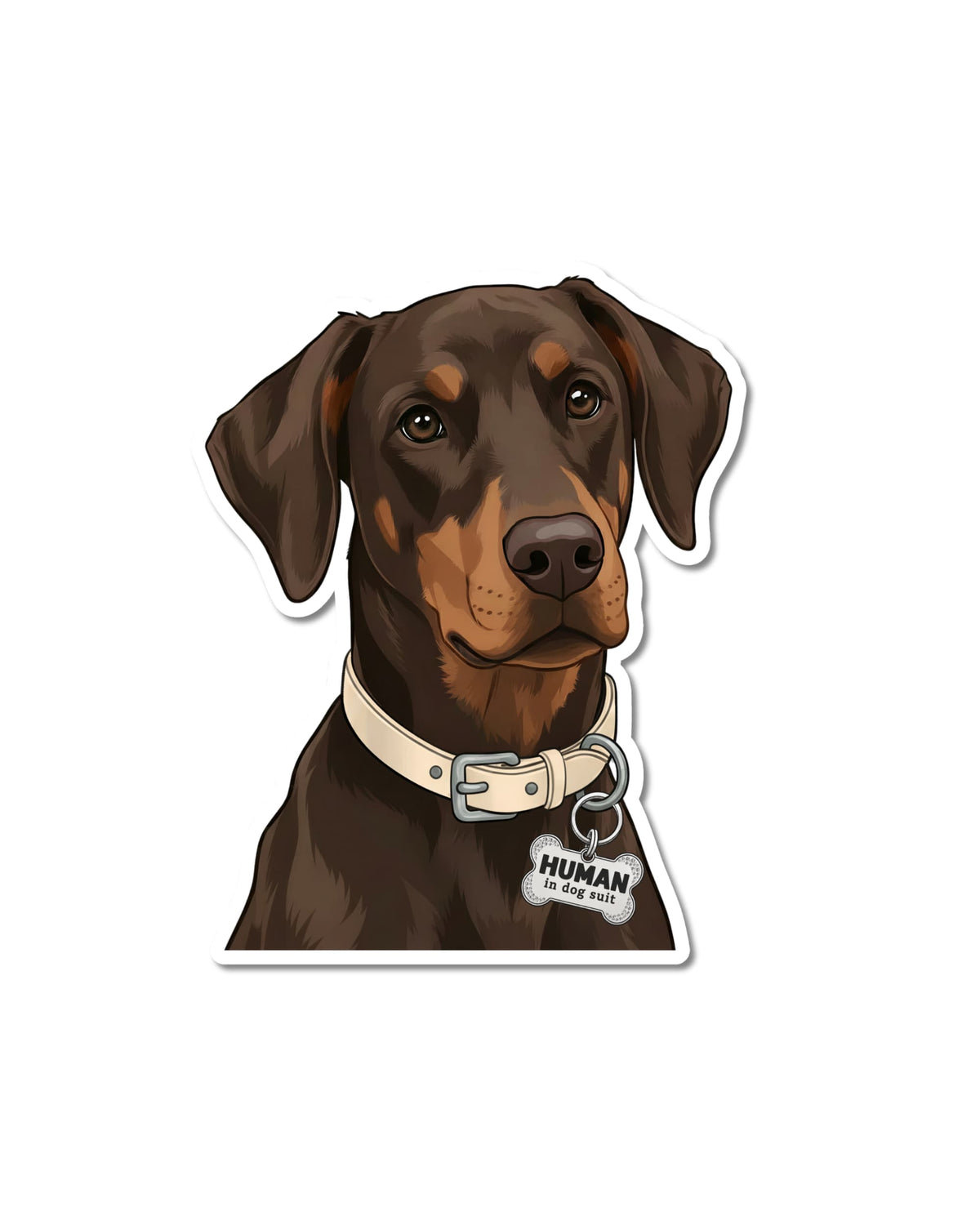 Funny Doberman sticker showing a red Doberman with natural floppy ears in a cream collar with a bone tag that says HUMAN in dog suit