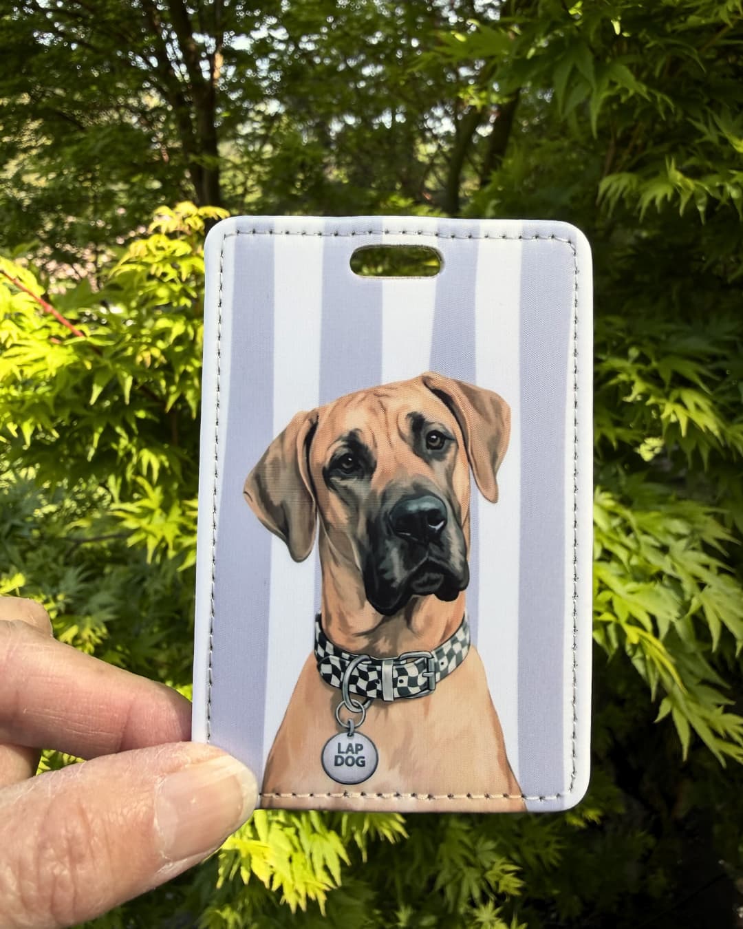 fawn great dane luggage tag handheld lifestyle shot showing fawn Great Dane with black mask and LAP DOG collar tag on gray and white striped faux leather tag