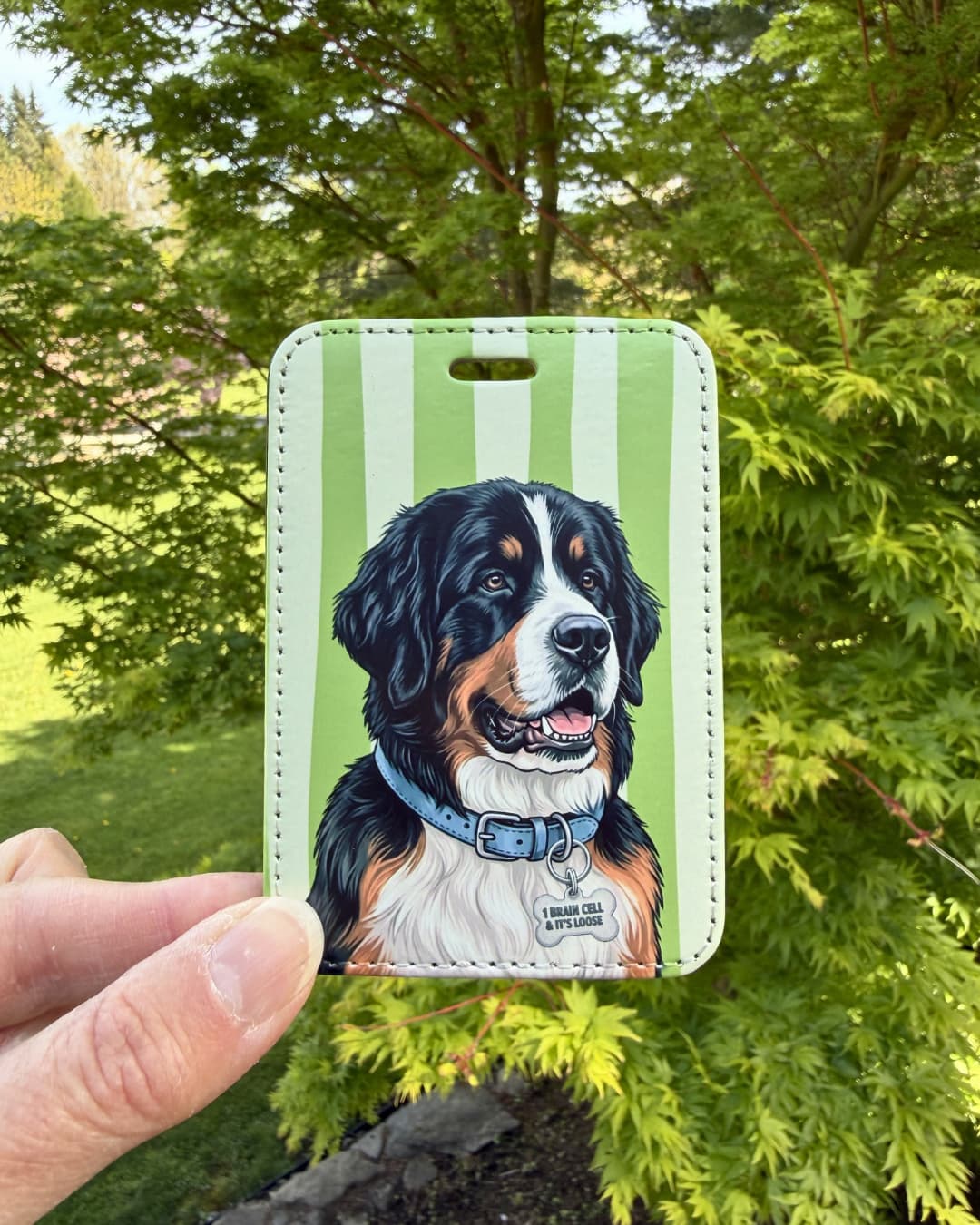 Funny Bernese Mountain Dog luggage tag lifestyle; Hand holding a fun faux leather luggage tag featuring a tricolor Bernese Mountain Dog with a light blue collar and 1 Brain Cell and It's Loose bone charm, vertical green and white stripes, green tree foliage background.