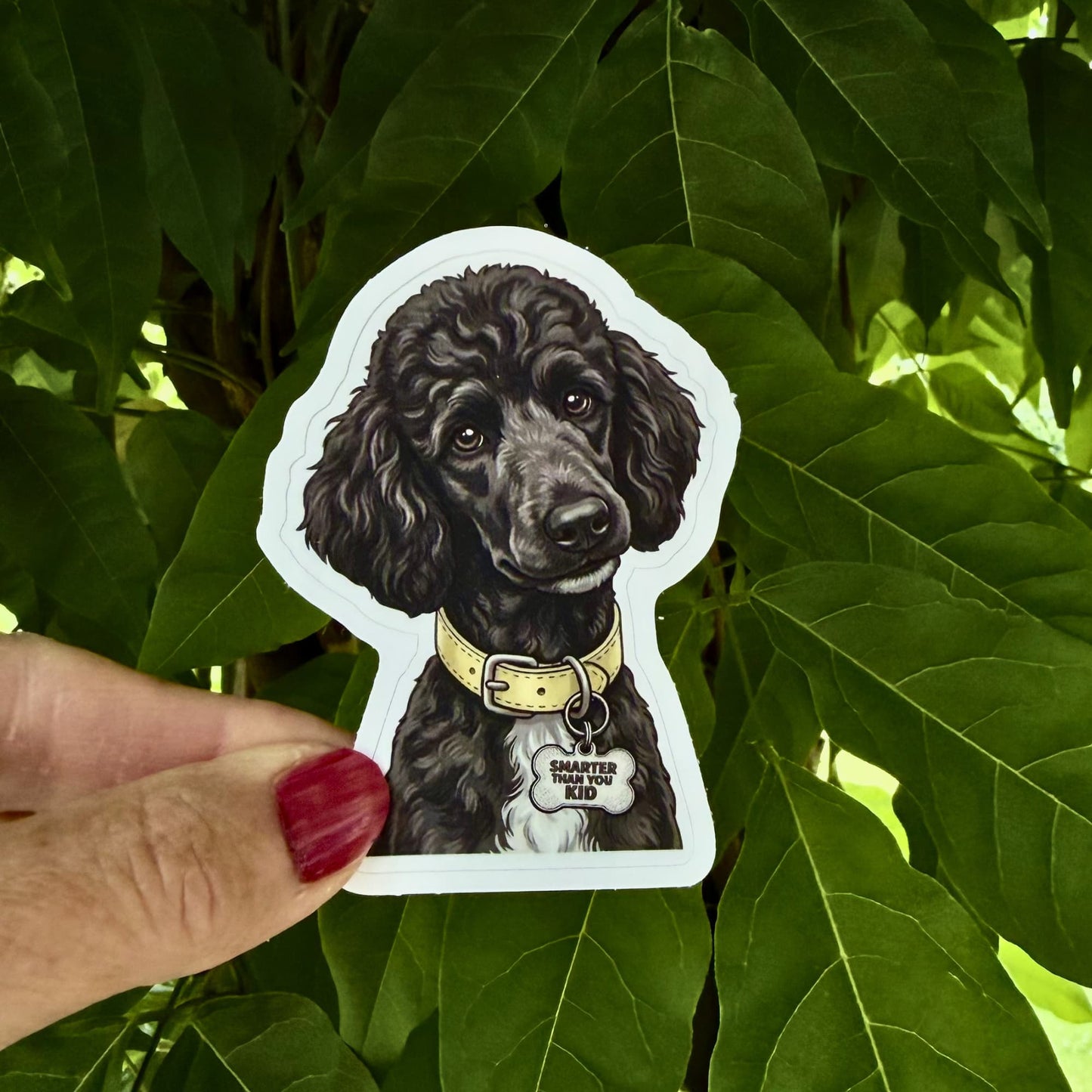 Funny black poodle sticker held outdoors against green leaves. Black poodle with pale yellow collar and "SMARTER THAN YOU KID" charm.