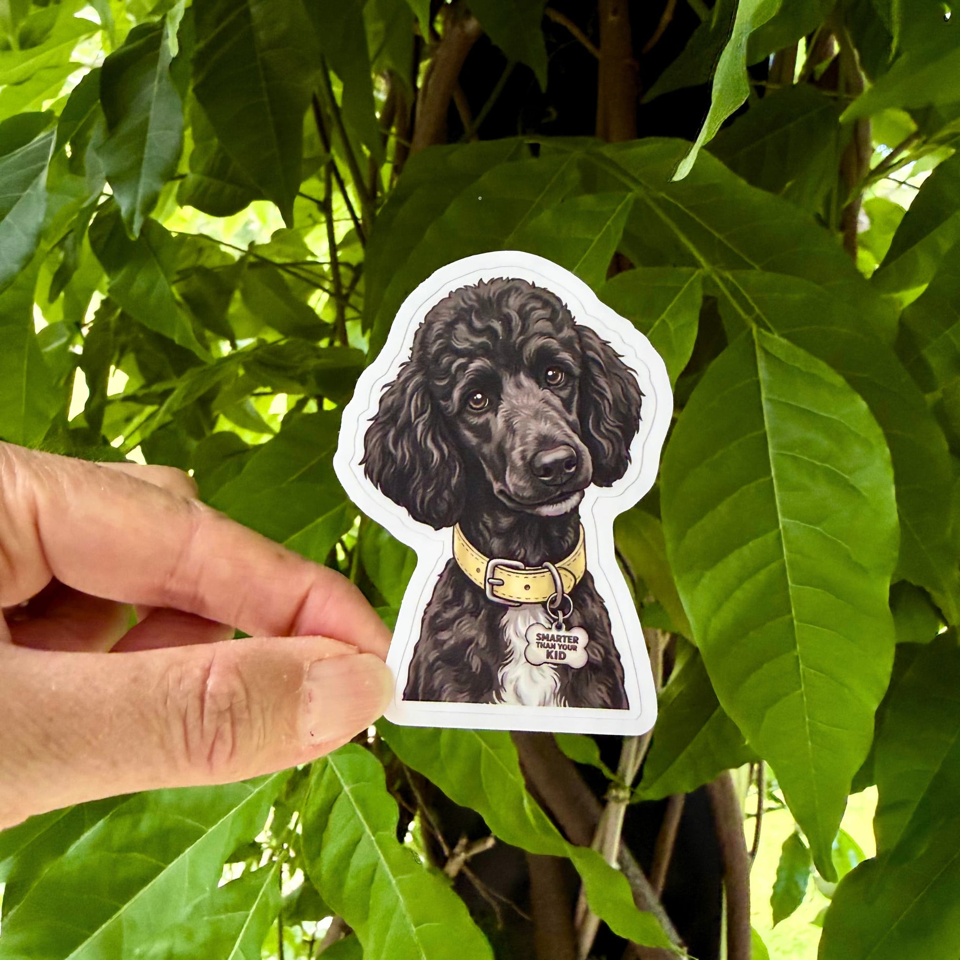 Funny black poodle sticker held outdoors against green leaves. Black poodle with pale yellow collar and "SMARTER THAN YOUR KID" charm.