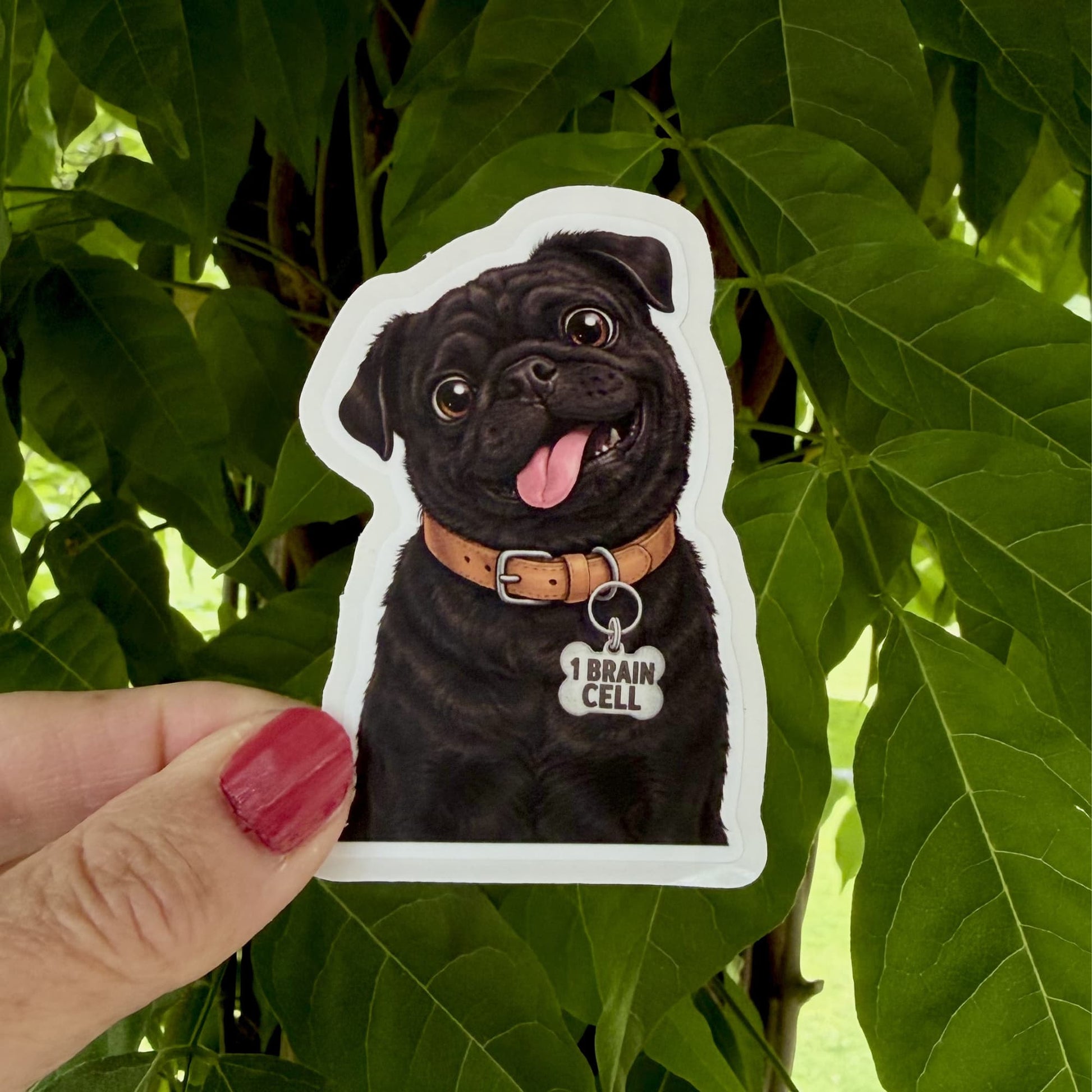  Funny black pug sticker held outdoors against green leaves. Black pug with brown collar and "1 BRAIN CELL" charm.