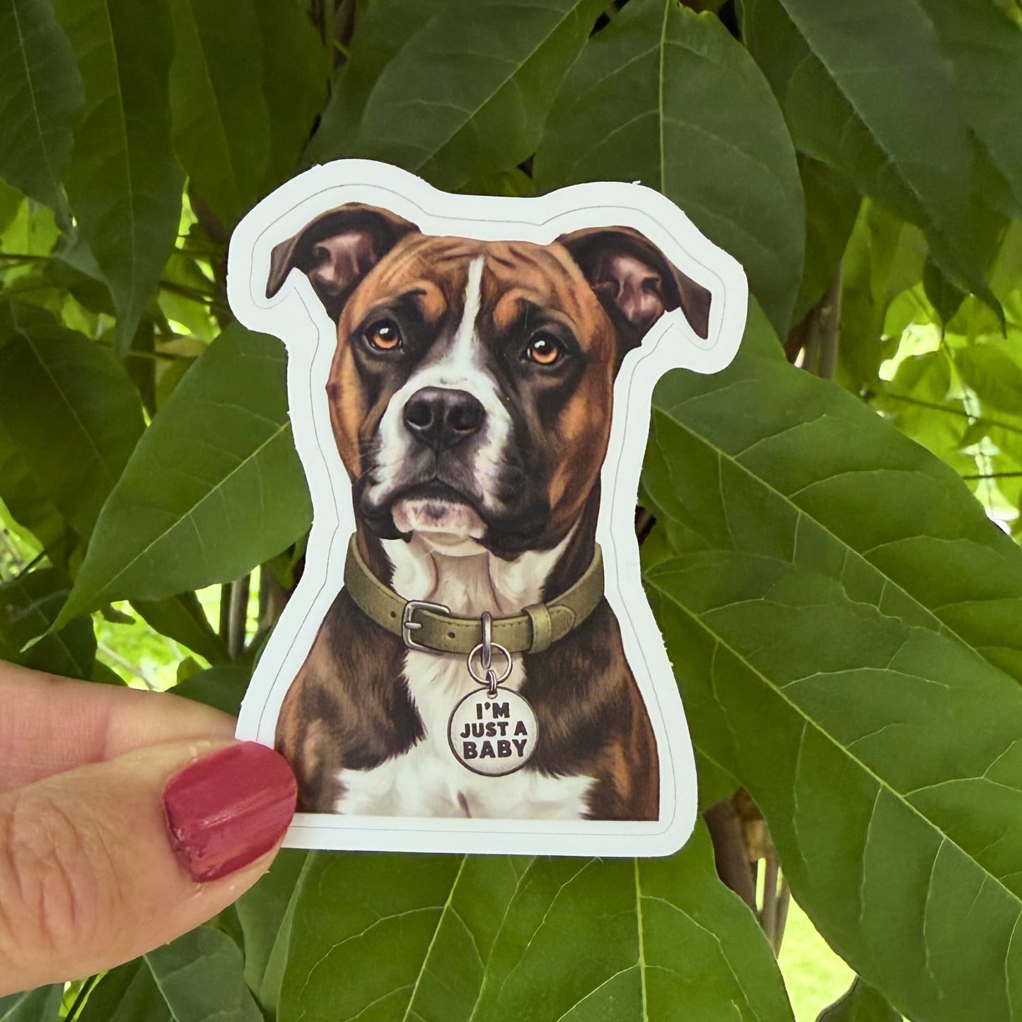Funny boxer pitbull mix sticker held outdoors against green leaves. Brindle bullboxer with olive collar and "I'M JUST A BABY" charm.