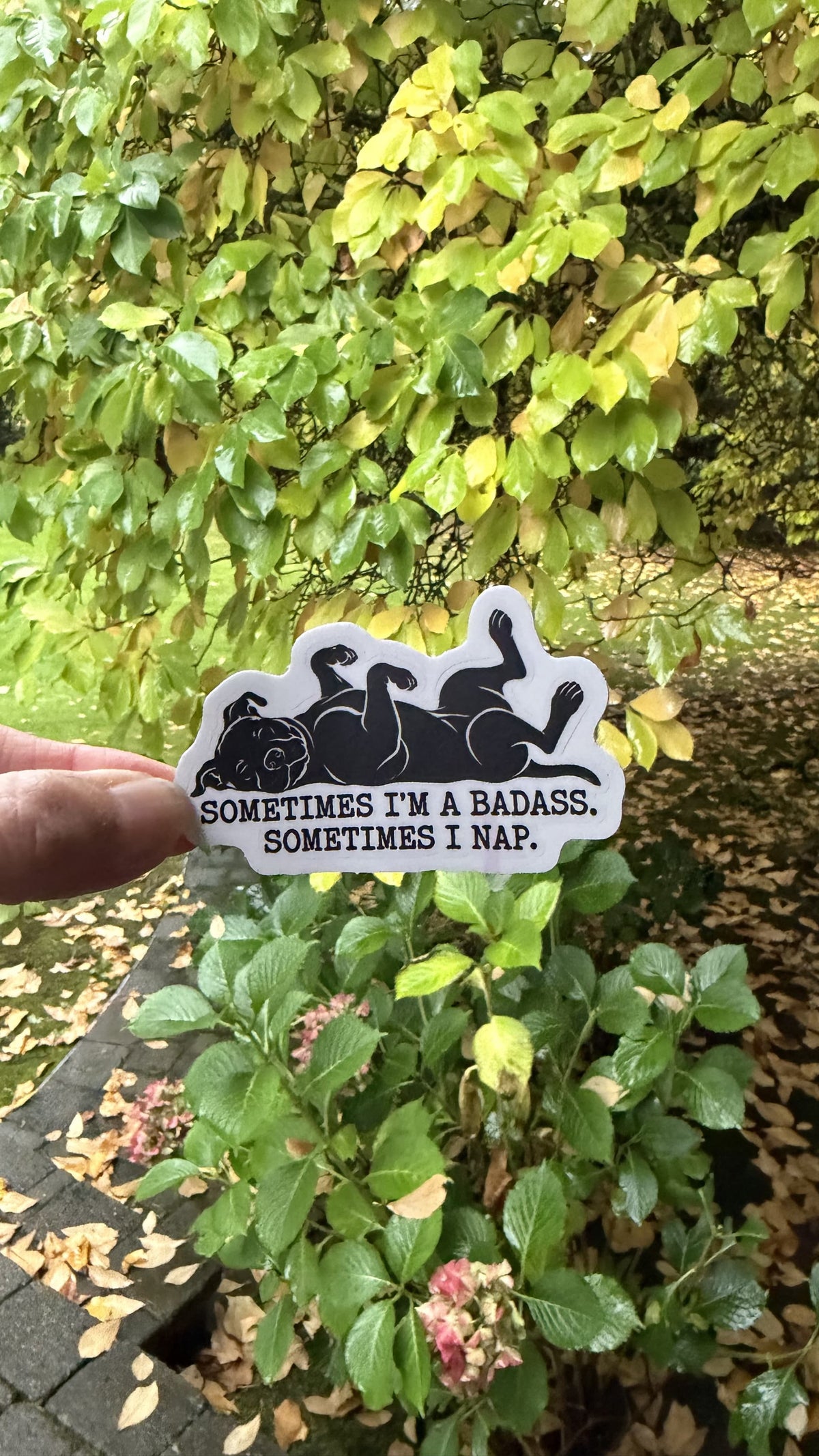 Hand holding the black and white napping pit bull Sometimes I'm a Badass sticker in front of green leaves