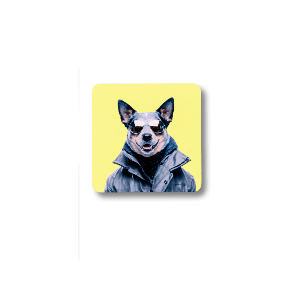 Funny cattle dog magnet; square yellow with a dog wearing sunglasses and a coat 