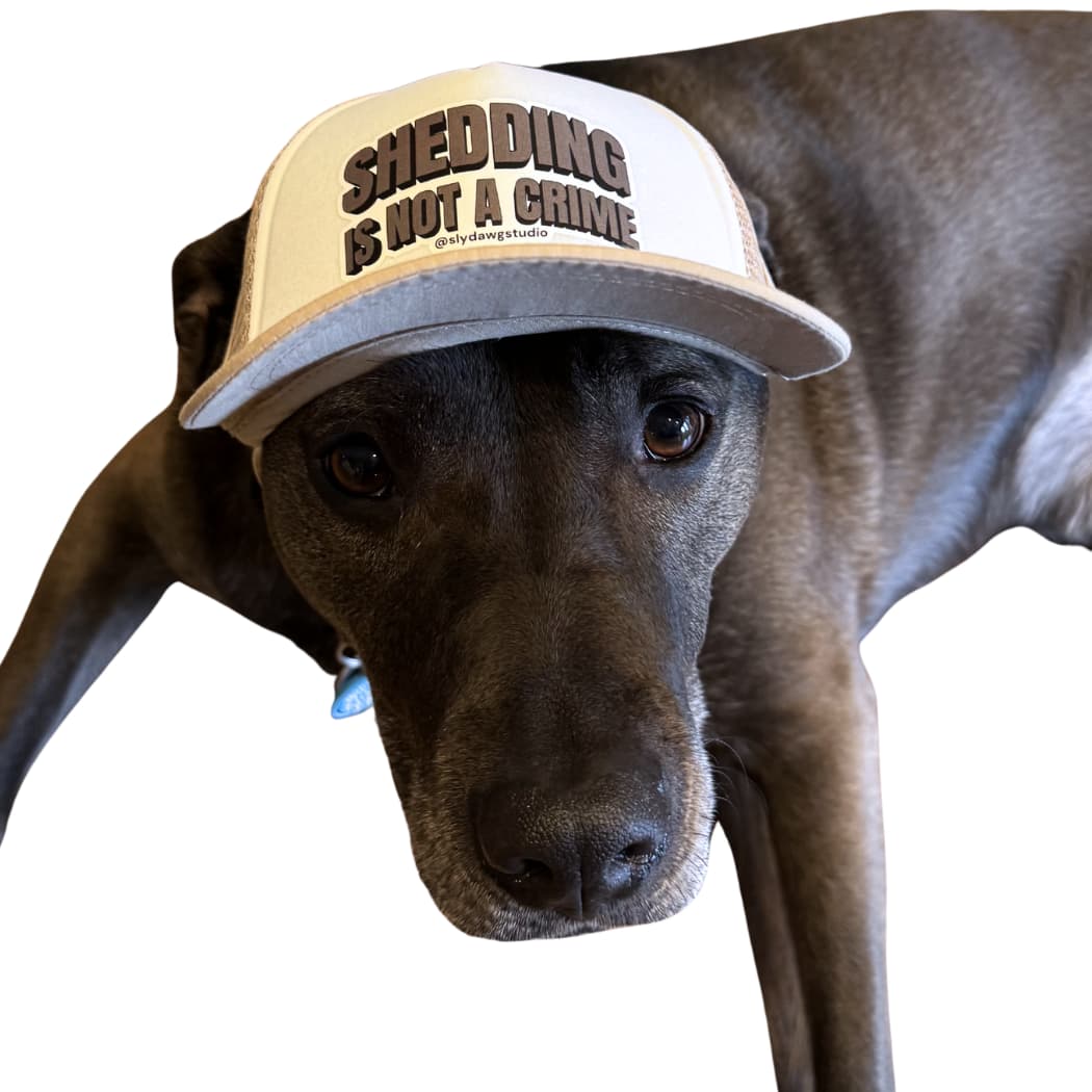 Funny dog hat with saying on a dog; a dark gray Great Dane wearing a red and white Shedding is Not a Crime dog trucker hat, close-up front view.