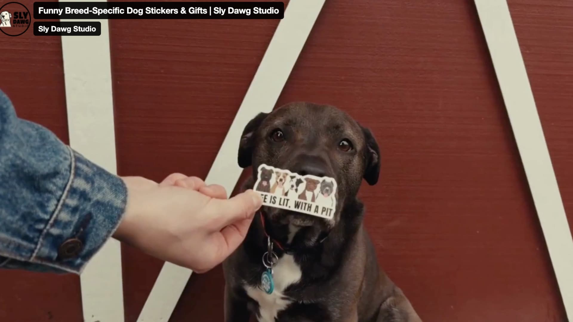 Load video: Lifestyle video of Sly Dawg Studio waterproof dog stickers featuring Pitbull, Goldendoodle, and Bernese Mountain Dog designs for dog lovers.