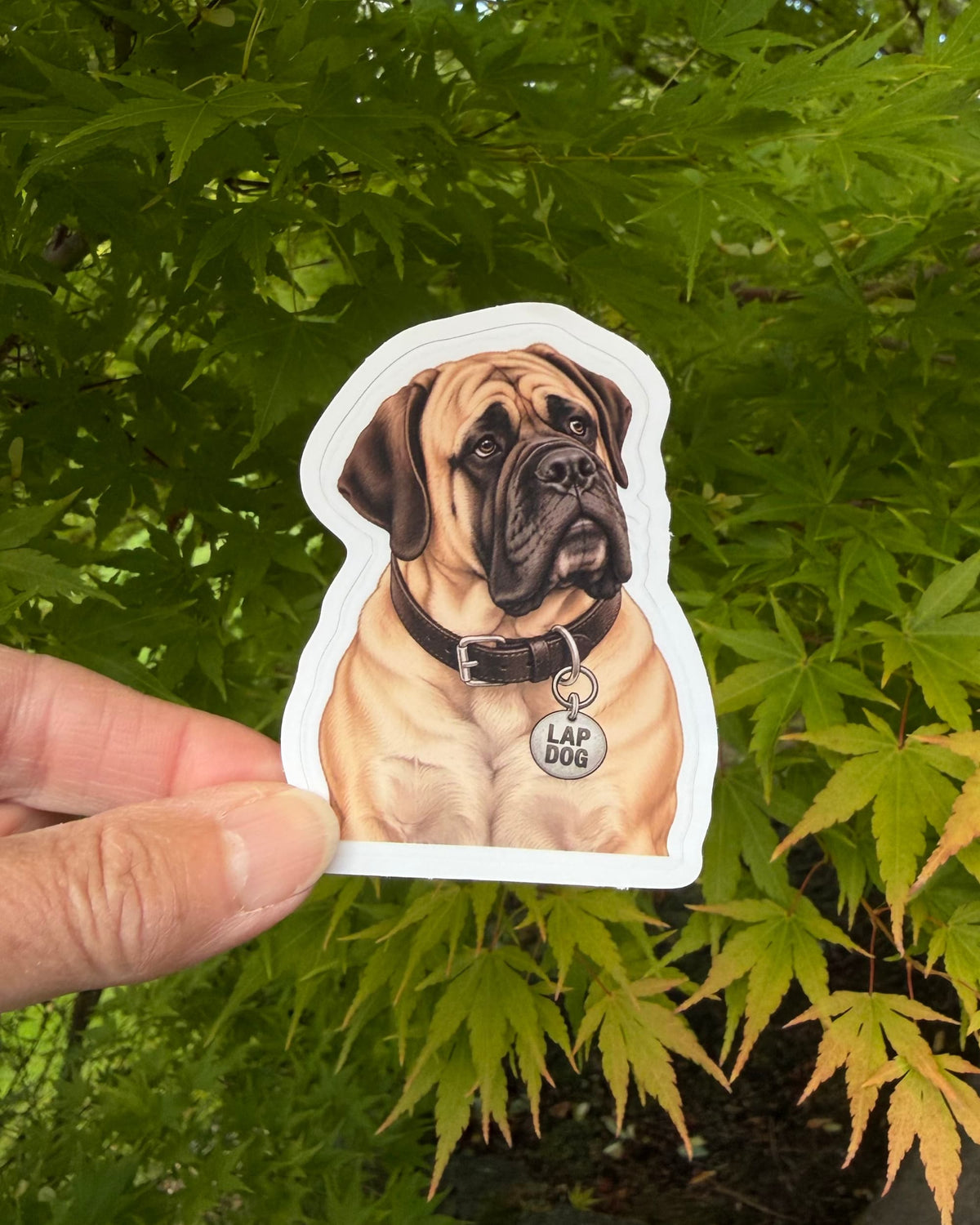 Funny English Mastiff sticker held in a hand against green leaves, showing the fawn mastiff with a LAP DOG tag